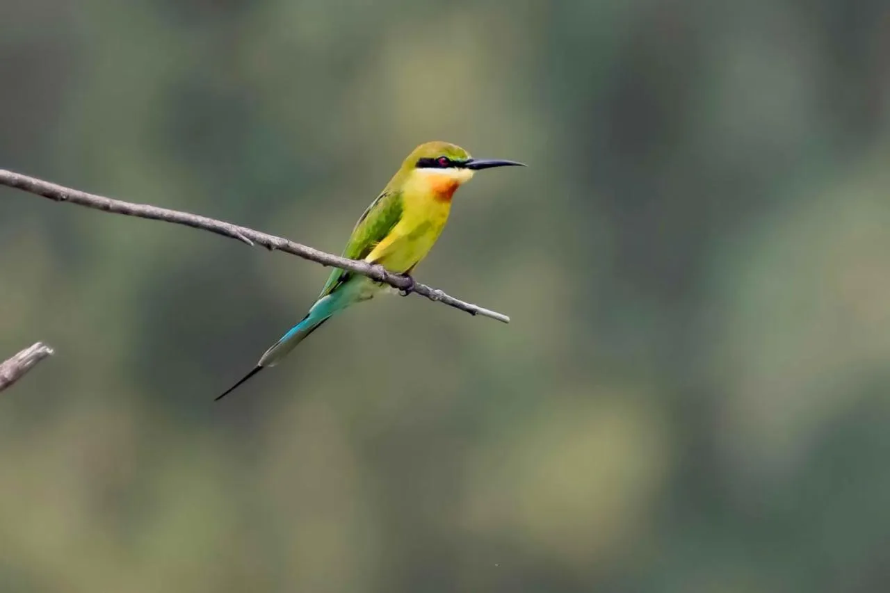 Bird's eye view in The Alampara Resort - Luxury Boutique Glamping & Water sports