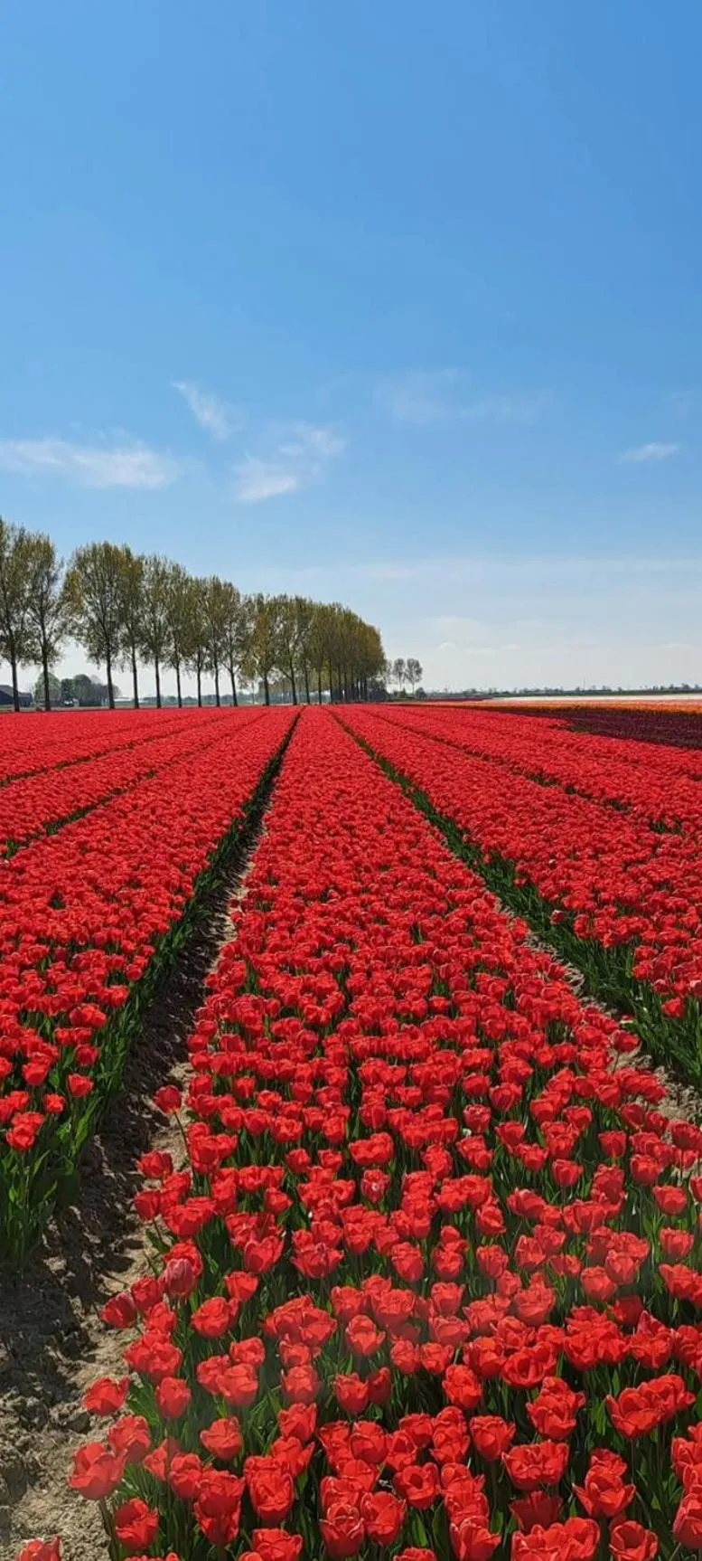 Het baken van Tholen