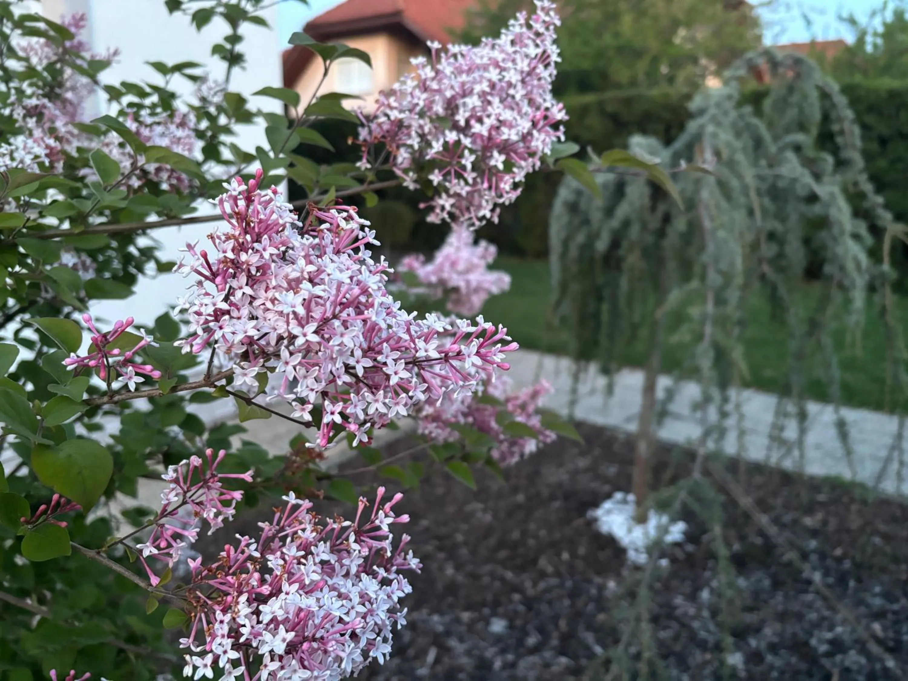 Inner courtyard view in Villa Tara Bük