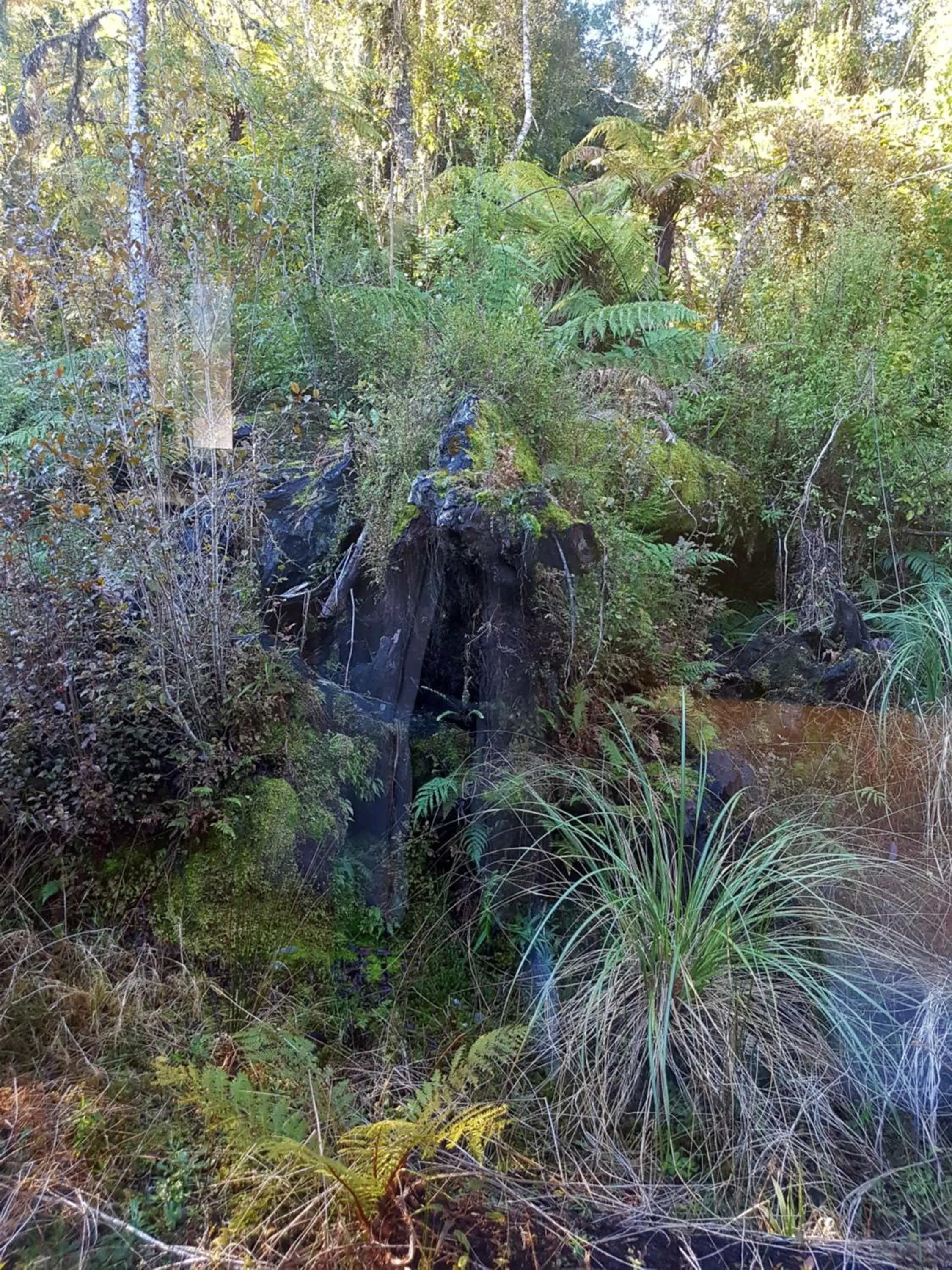 Other in Aspen Court Franz Josef