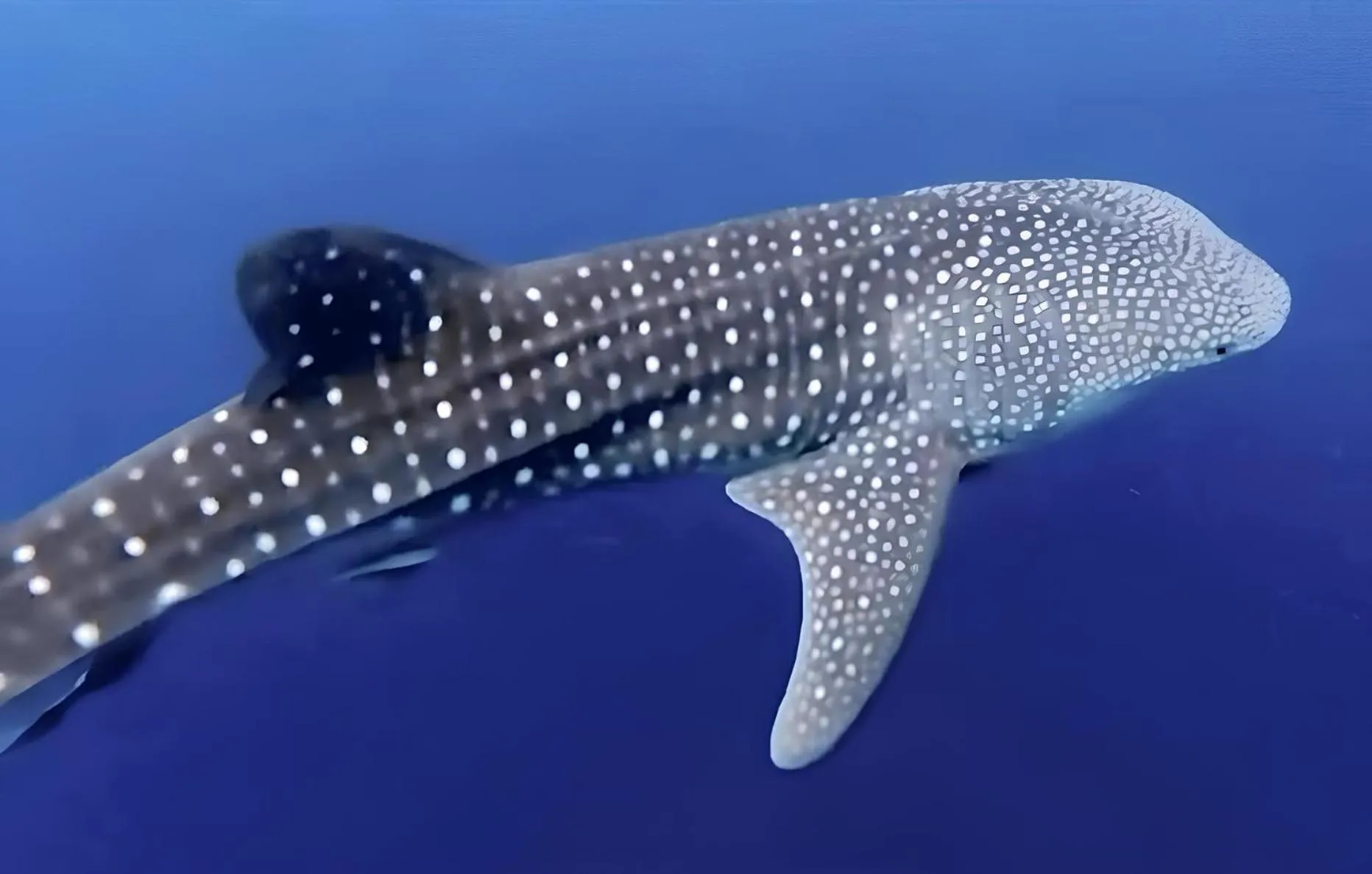 Snorkeling in At Home