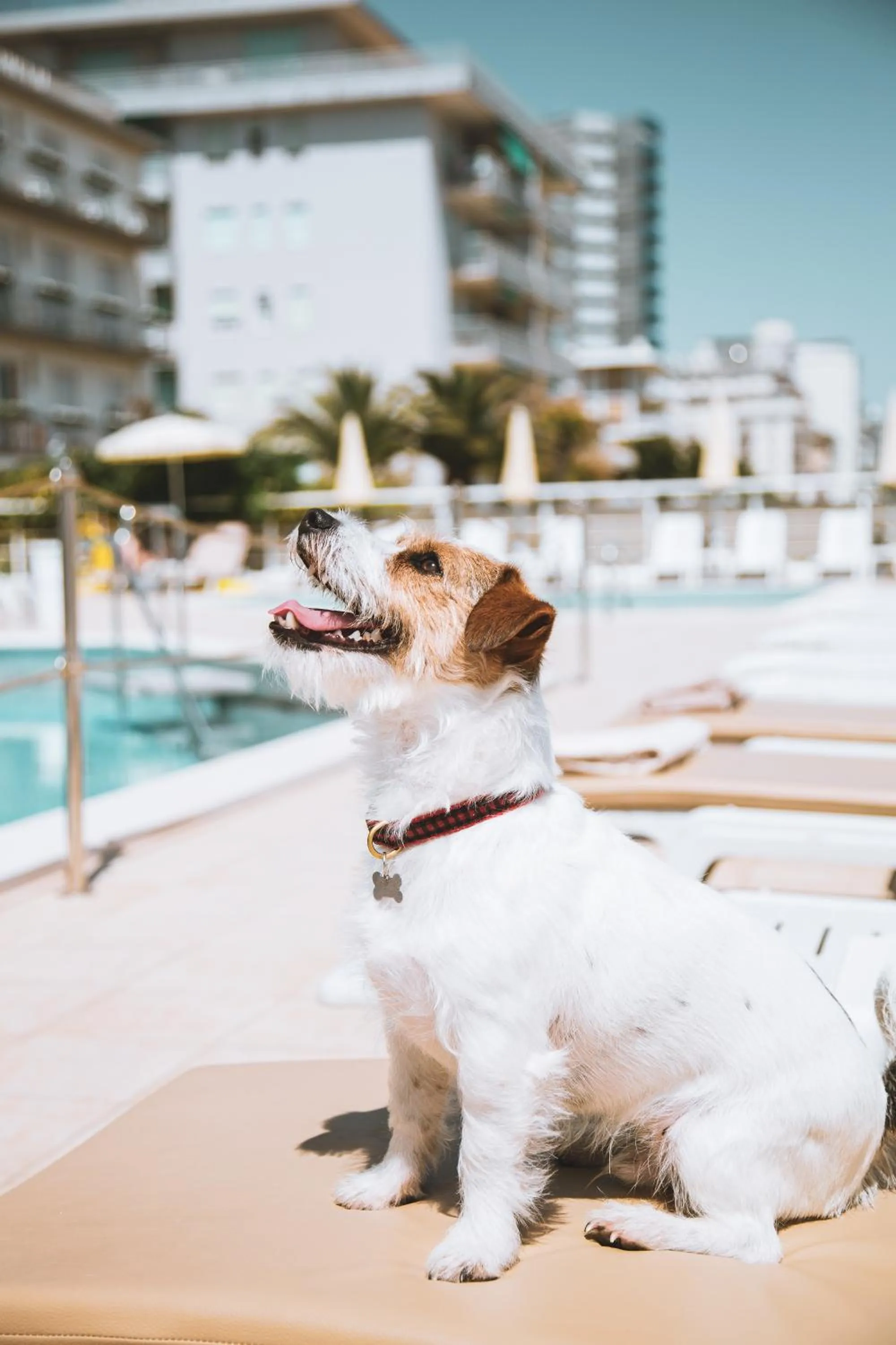 Pets in Hotel Bristol