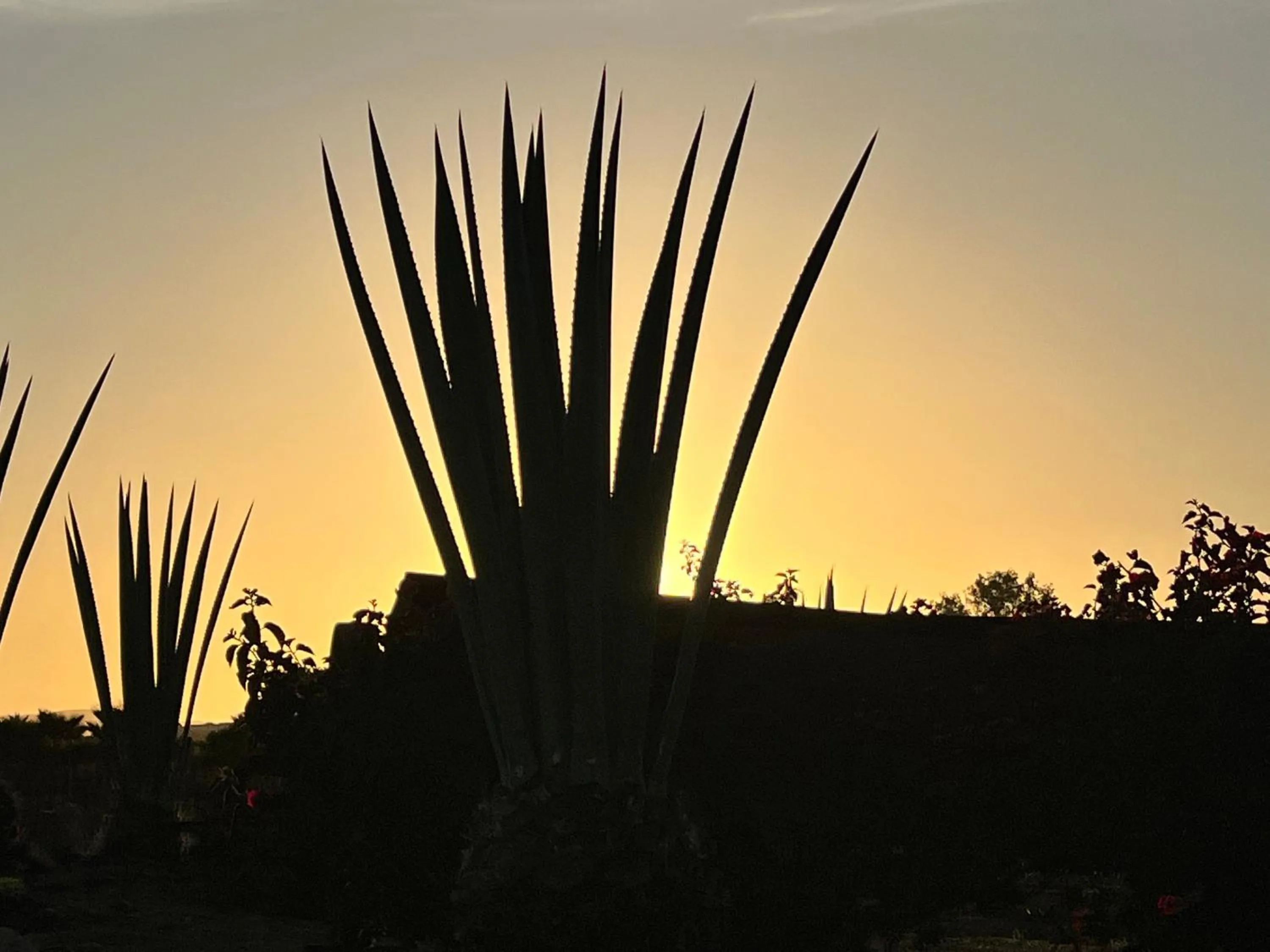Garden in Ecovino Valle de Guadalupe