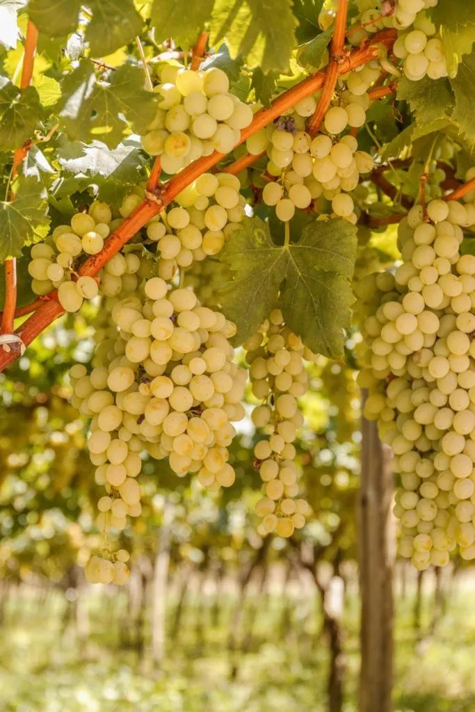 Garden in Masseria Ella