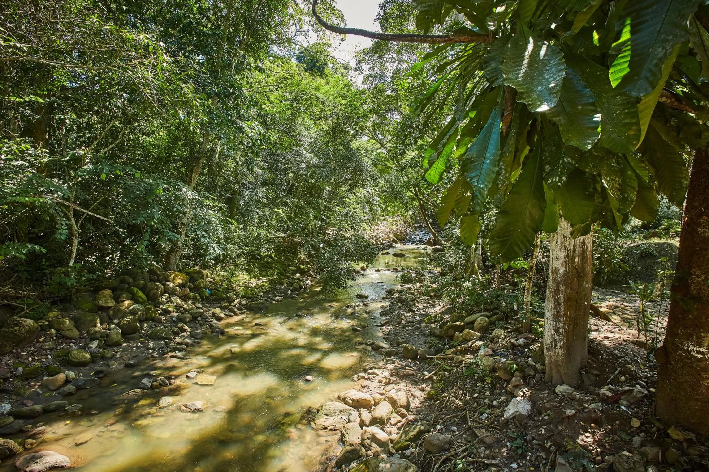 Natural landscape in Villa Lu Amazon Ecolodge