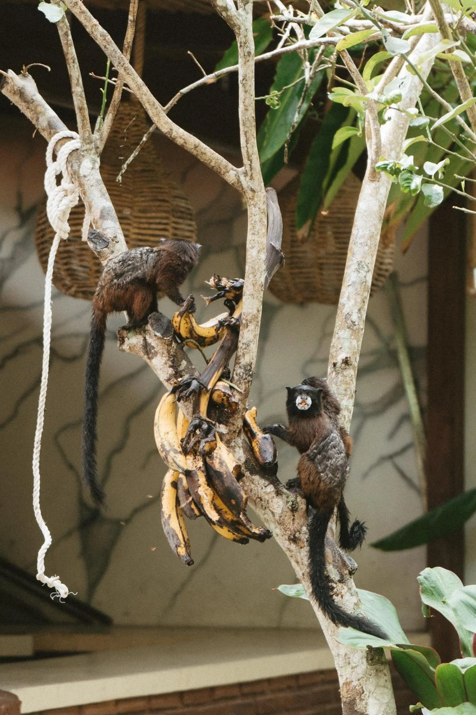 Pets in Villa Lu Amazon Ecolodge