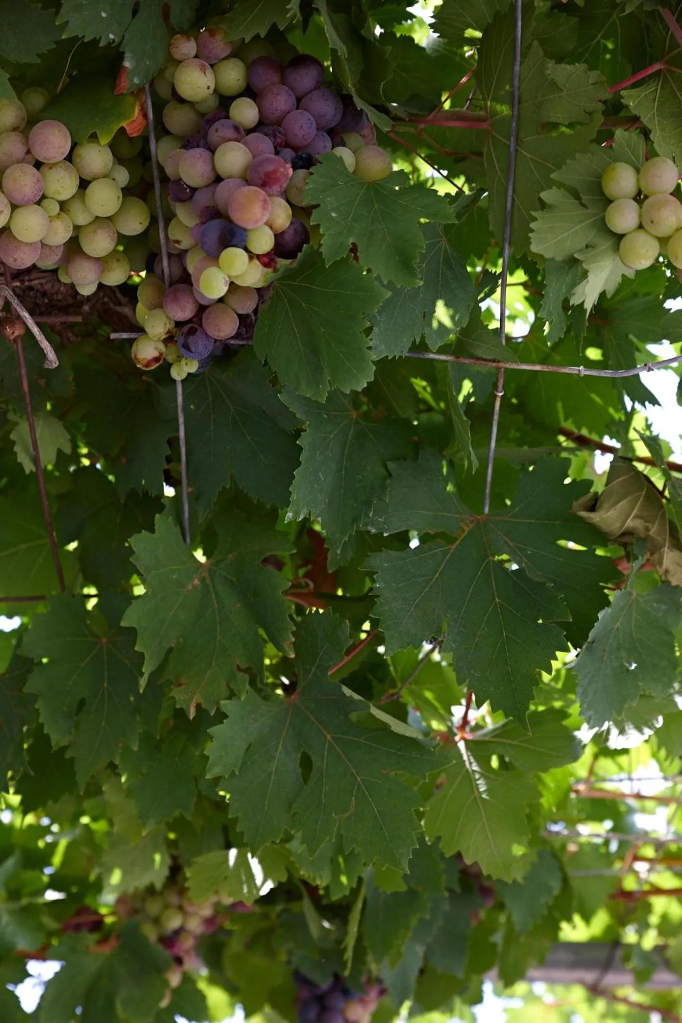 Garden in Elea Terra Hotel