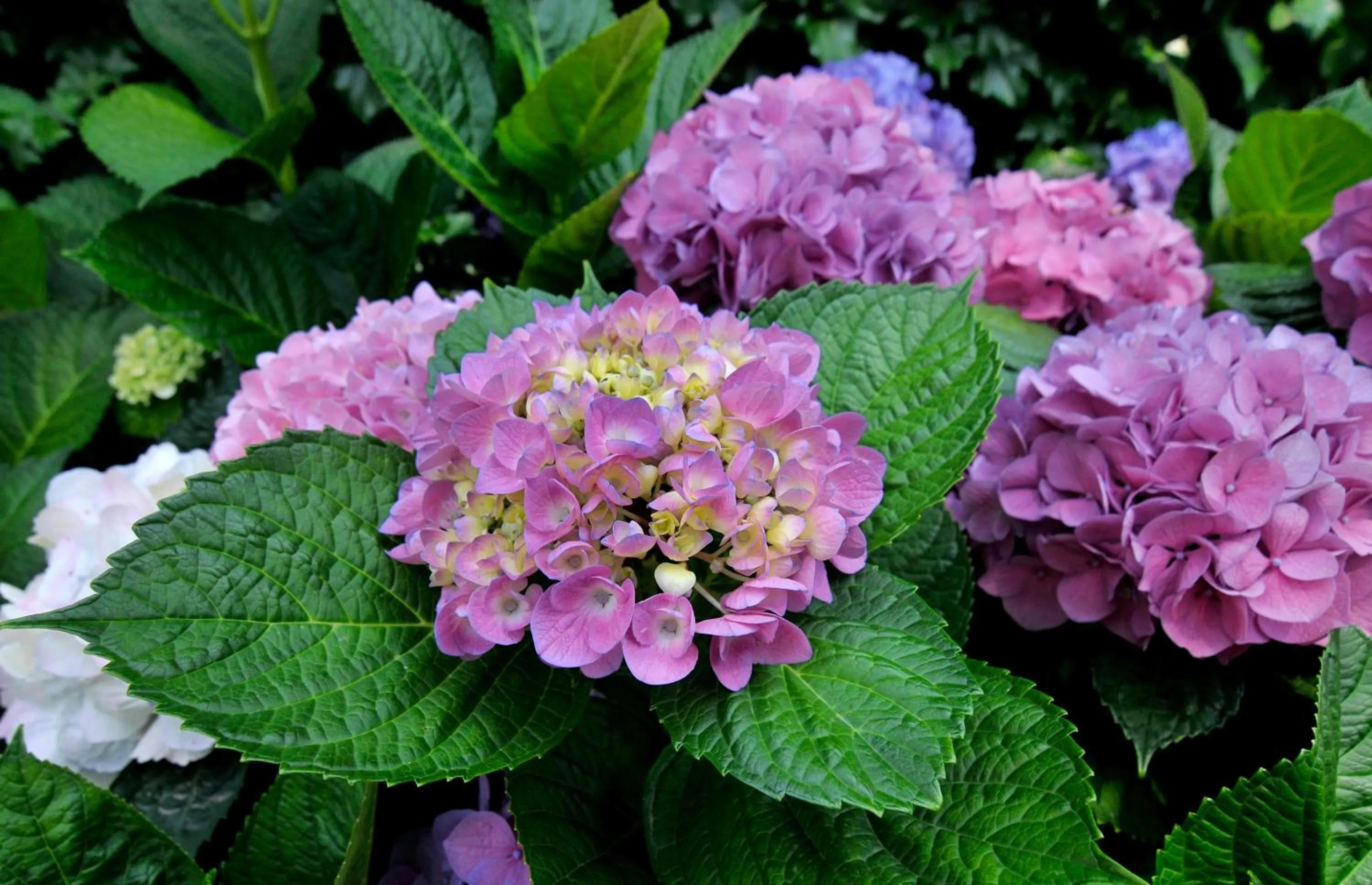 Garden in Hotel Eliseo Park's