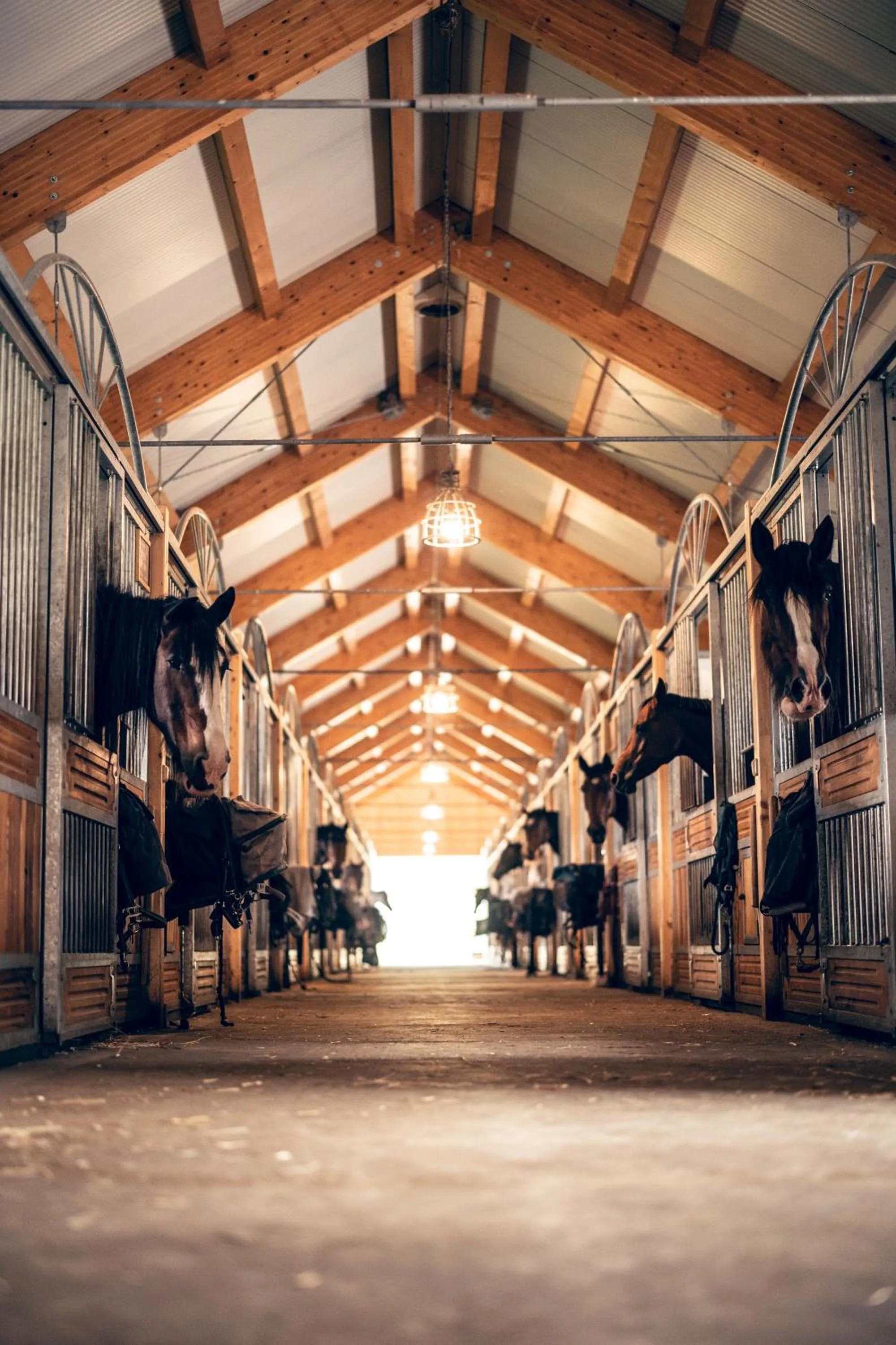Horse-riding in Hotel U Pekaře - Jítravský Dvorec