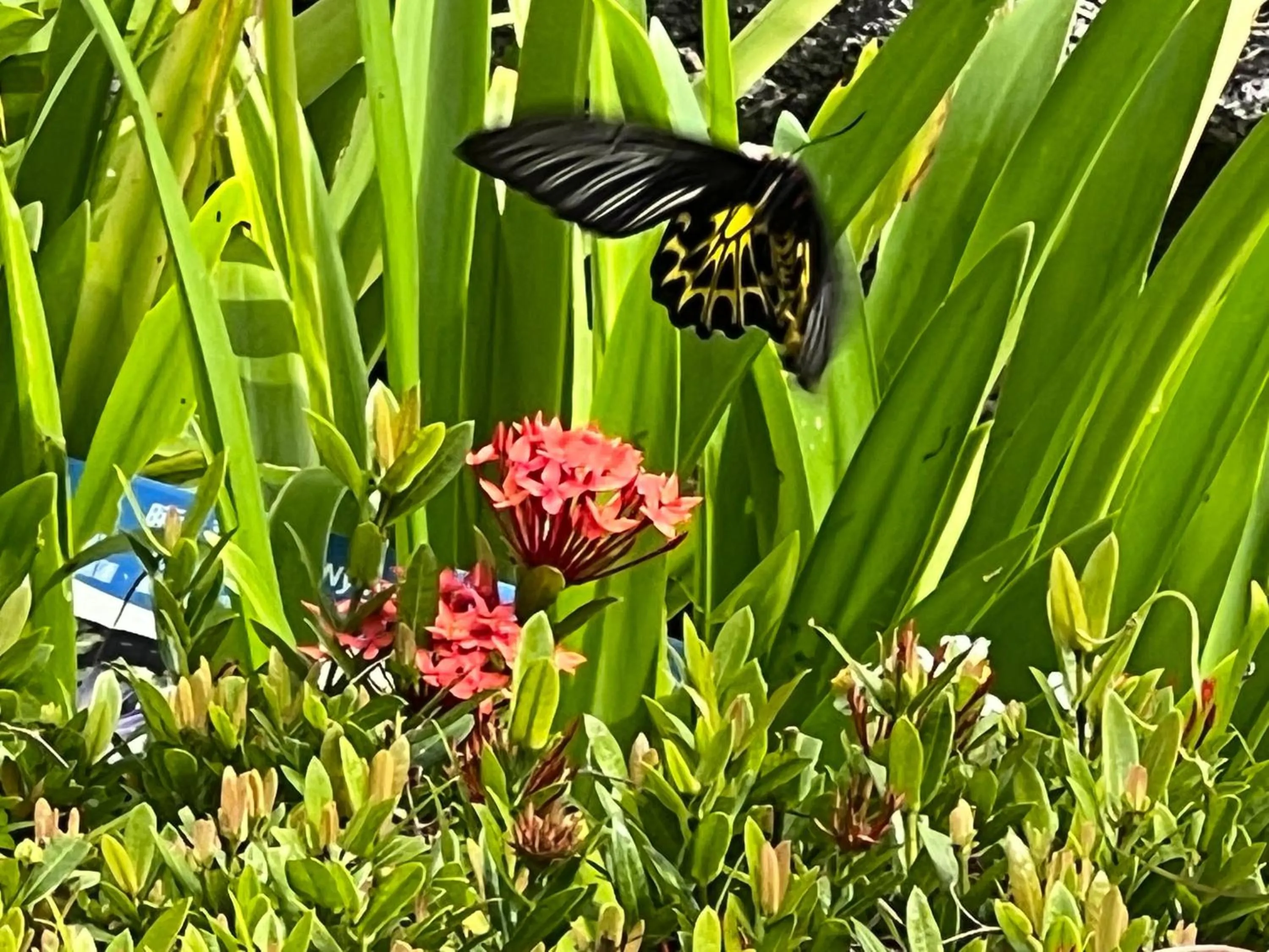Garden view in Uni-Resort Kenting