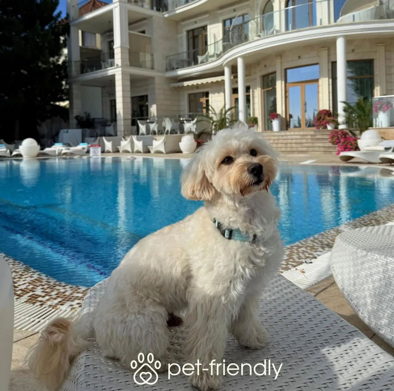 Pets in Hotel Panorama De Luxe