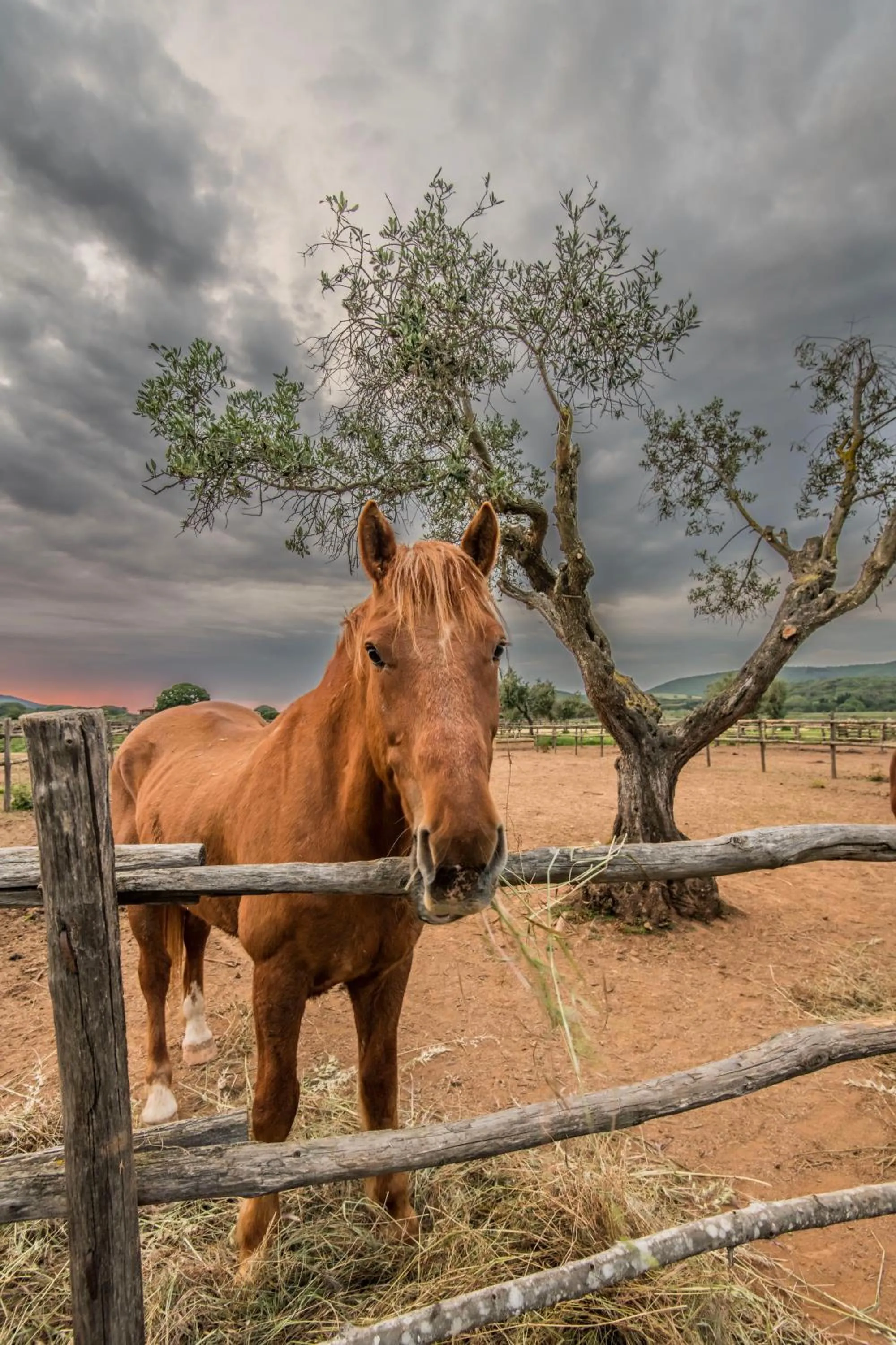 Natural landscape in Tenuta Agricola dell'Uccellina