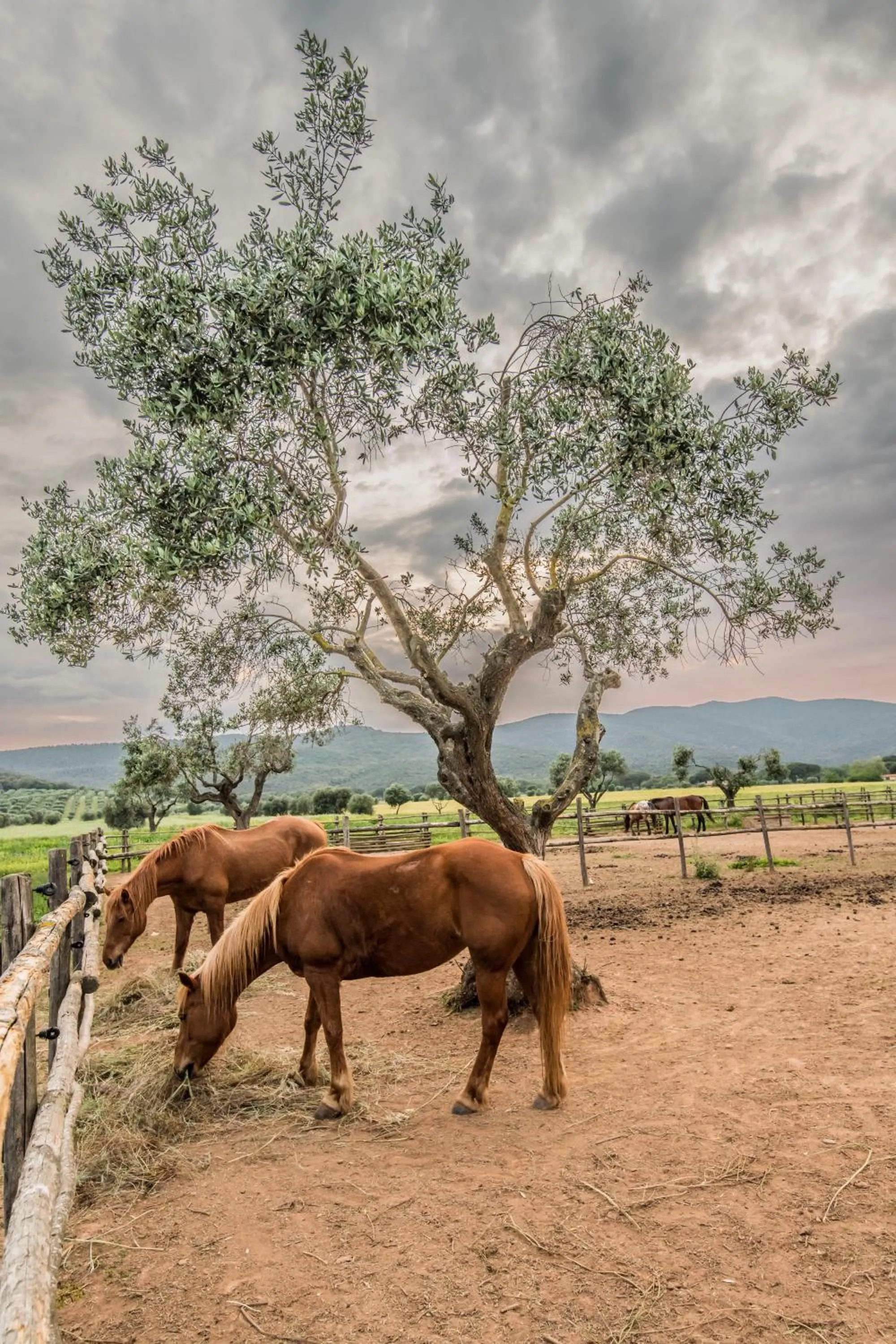 Natural landscape in Tenuta Agricola dell'Uccellina