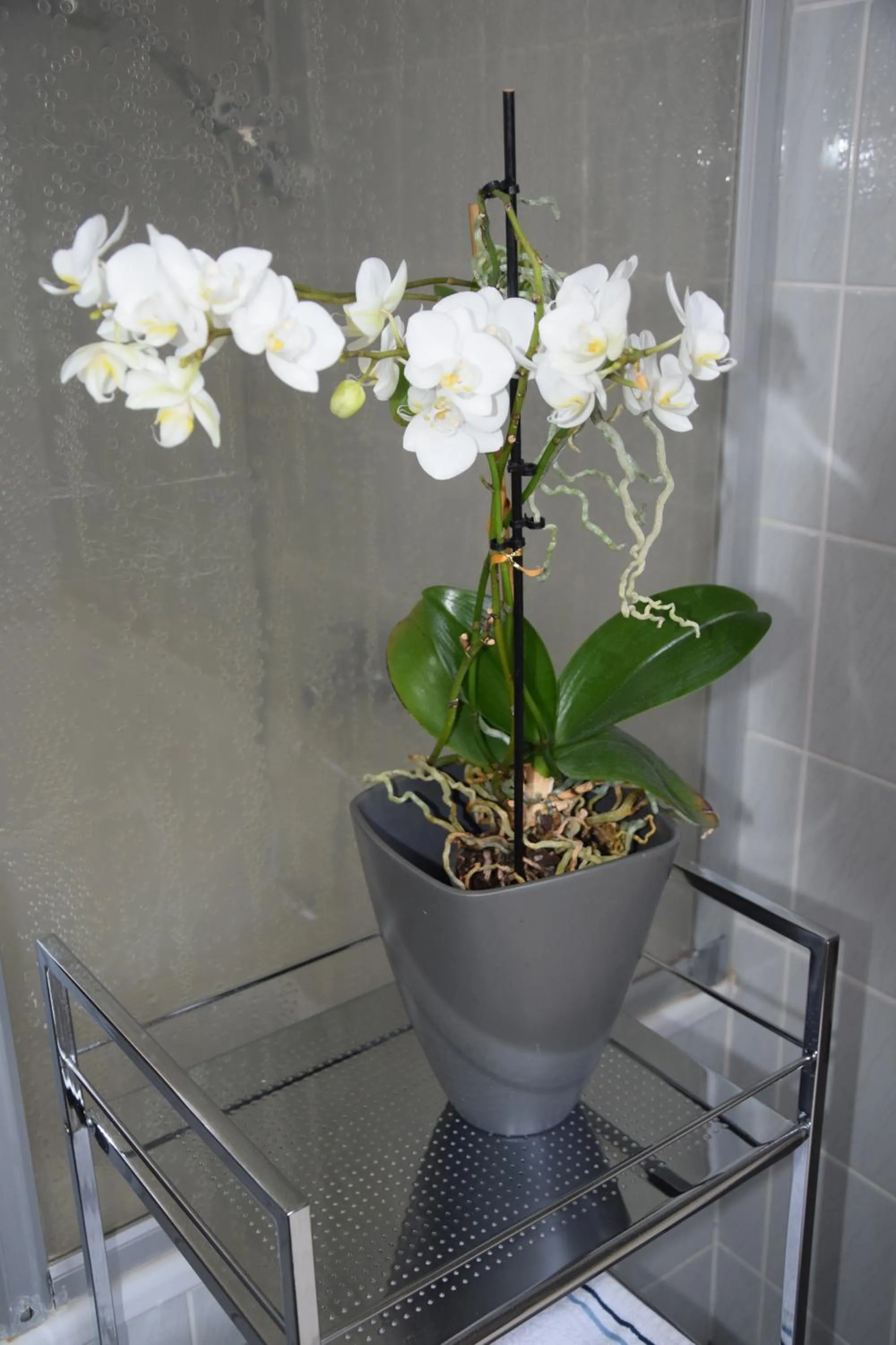 Garconniere im ehemaligen Hotel Austria