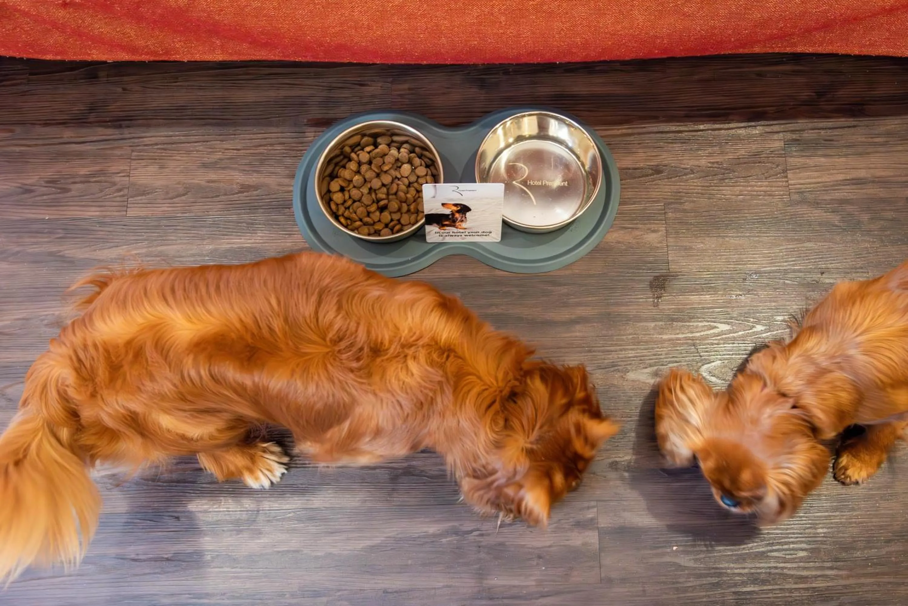 Pets in Best Western Hotel President - Colosseo