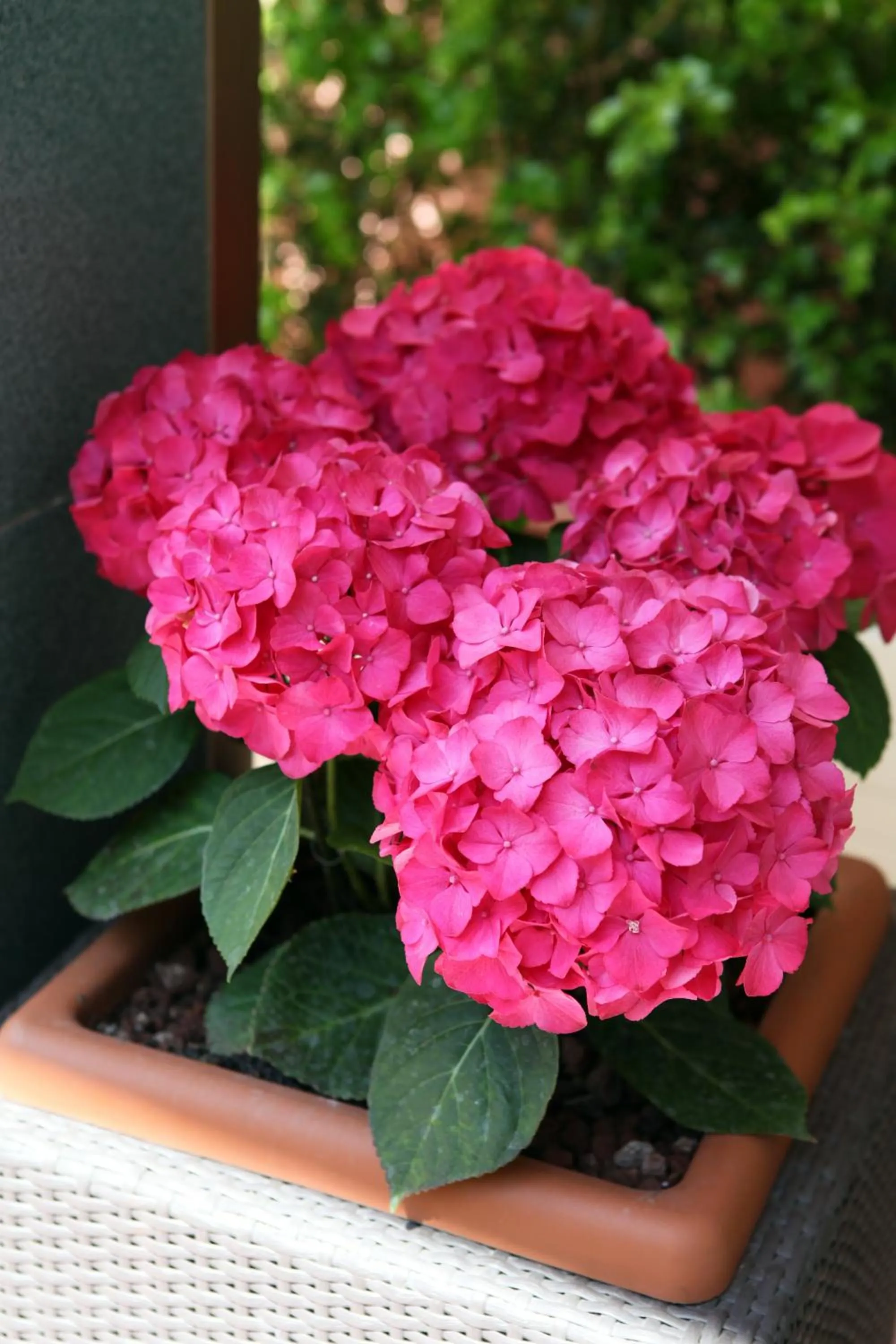 Other in Hotel Parigi