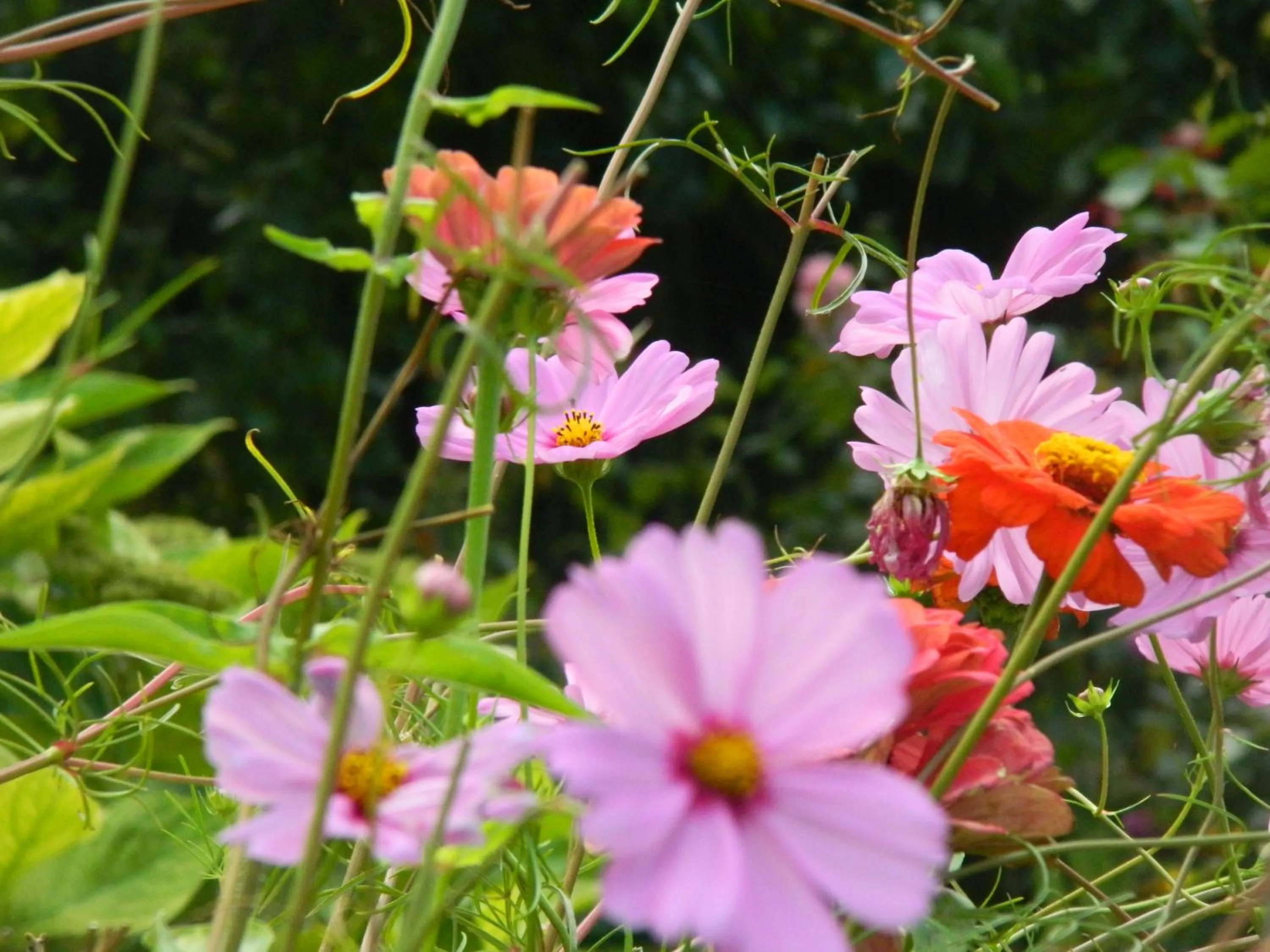 Spring in Hotel Palazzina