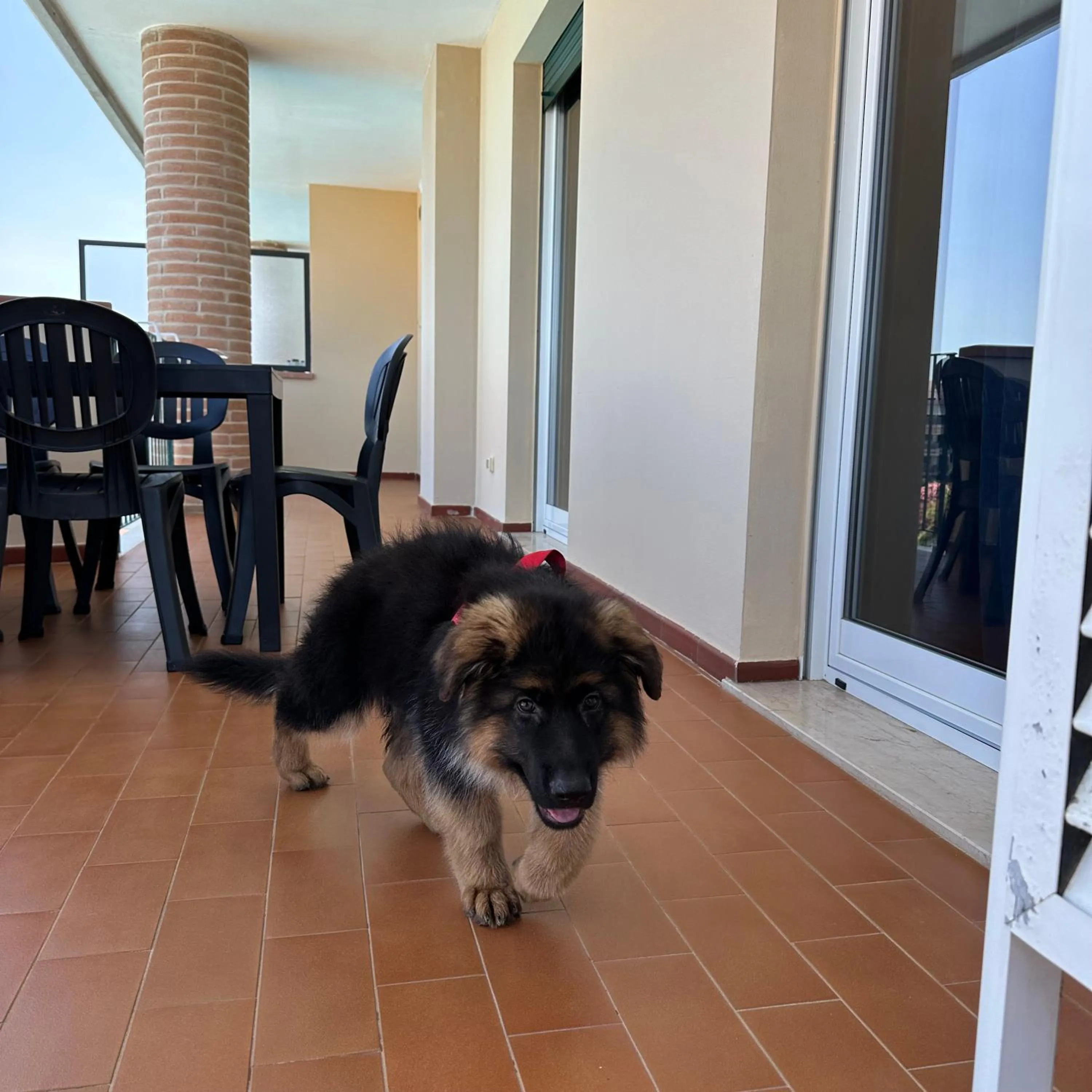 Animals in Le Residenze di Santa Costanza - Le Dimore