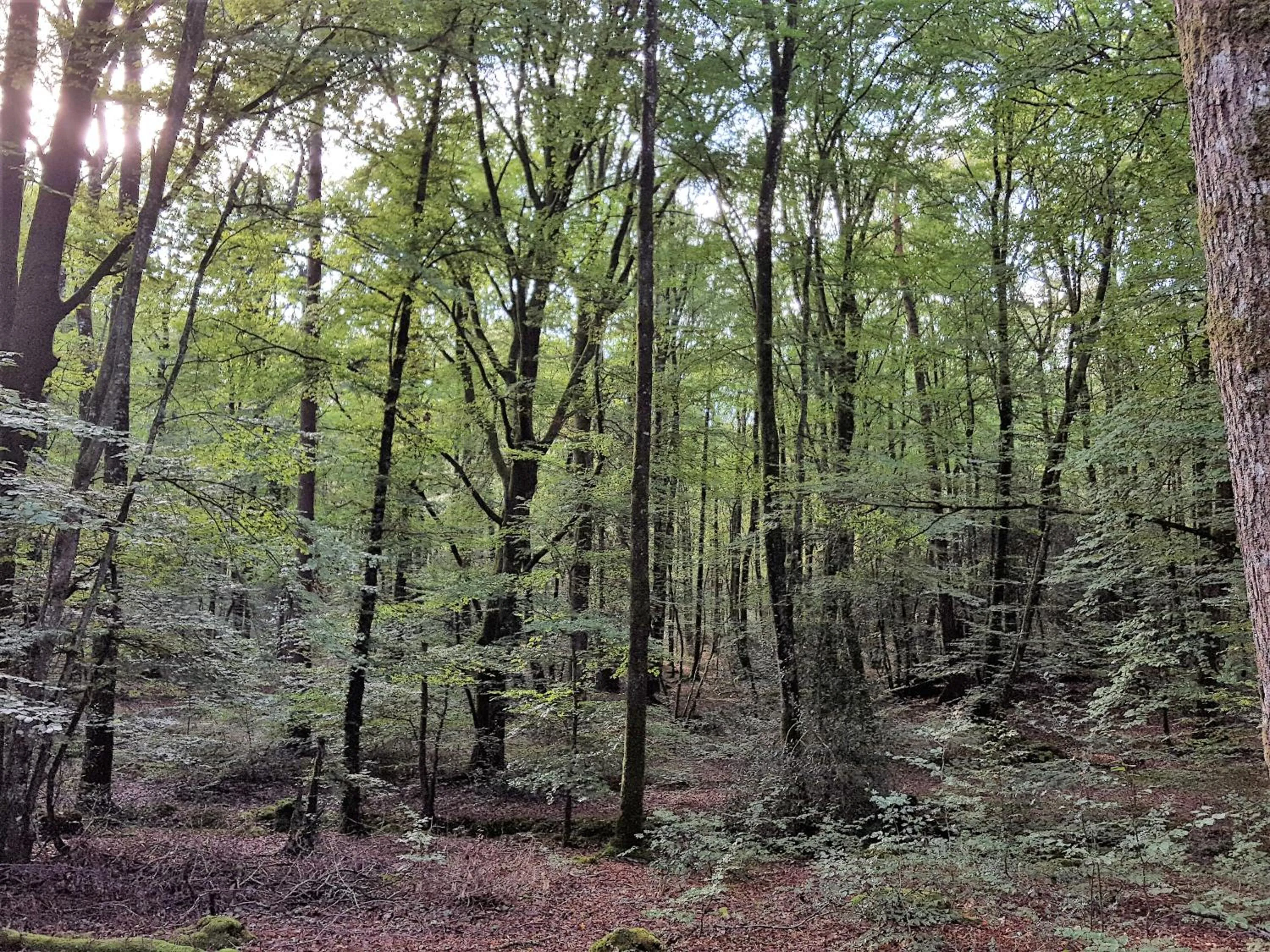 Off site in B&B L'Atelier du Presbytère