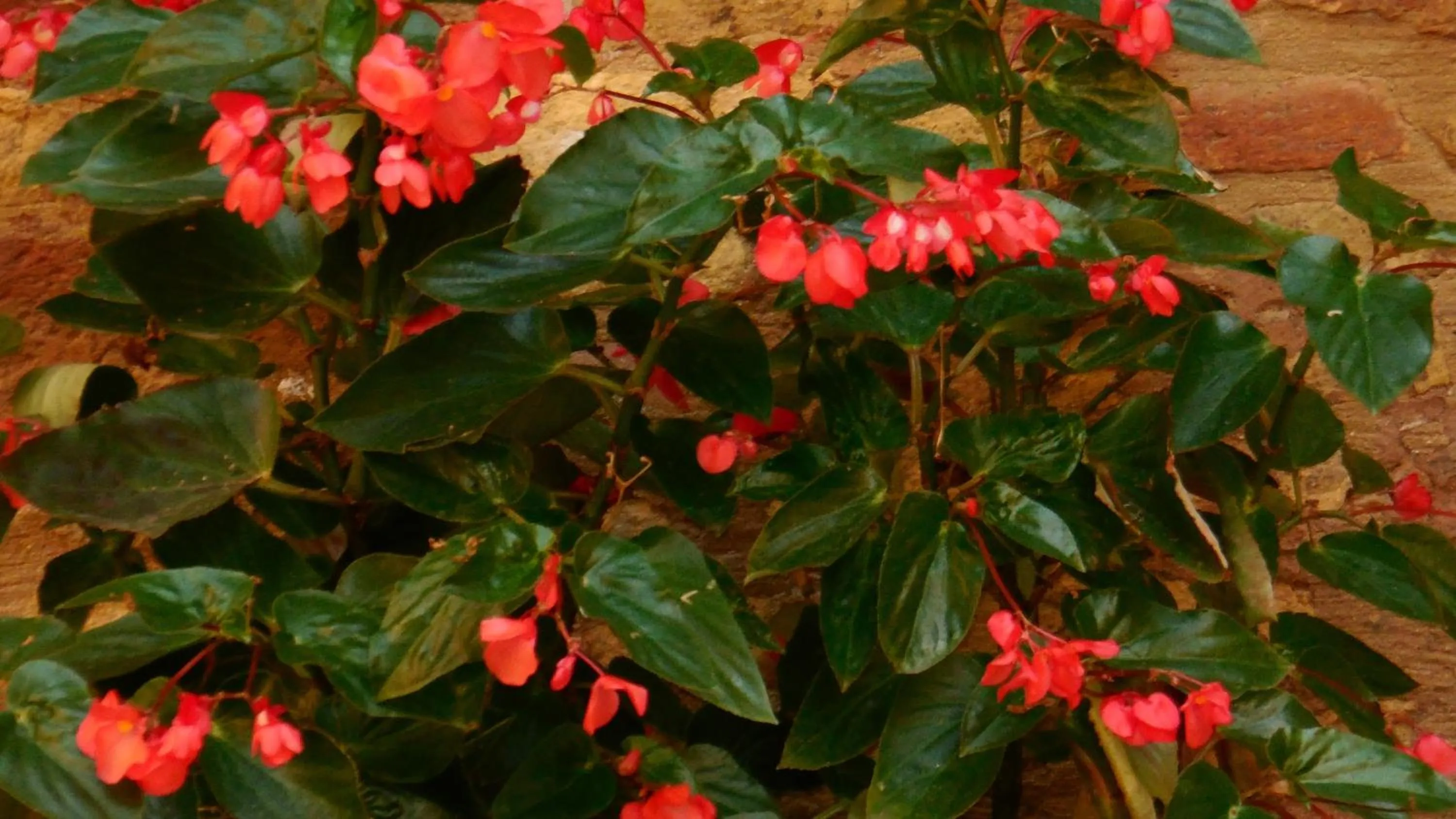 Day in Appartamenti Arena