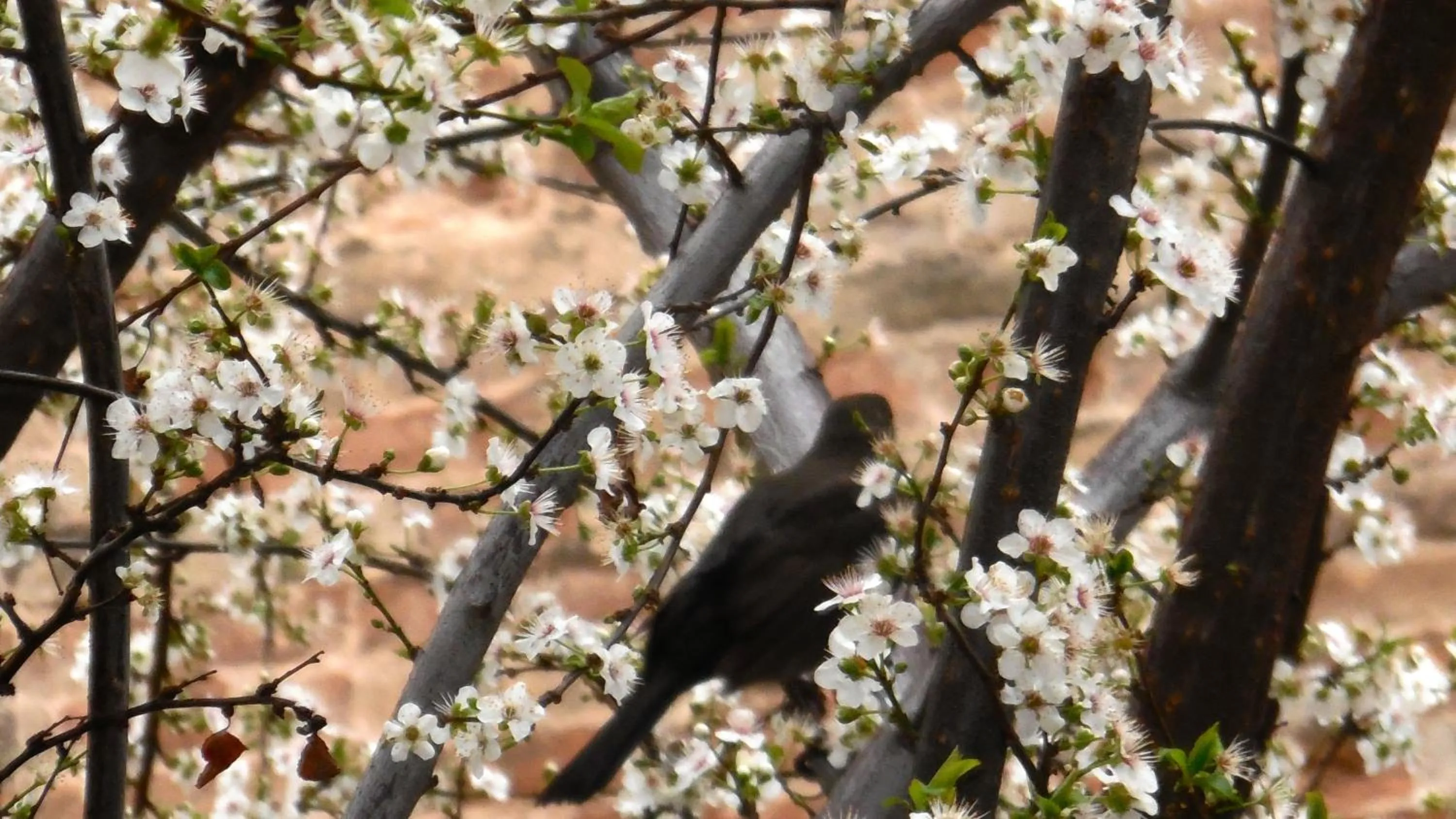 Spring in Appartamenti Arena