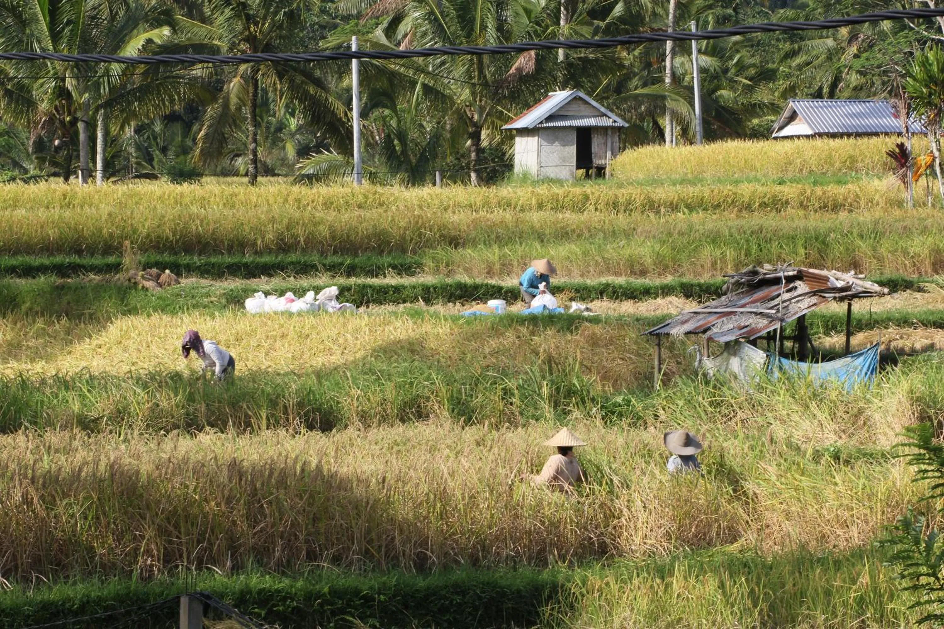 Day in Swaha Retreat & Eco Park Ubud
