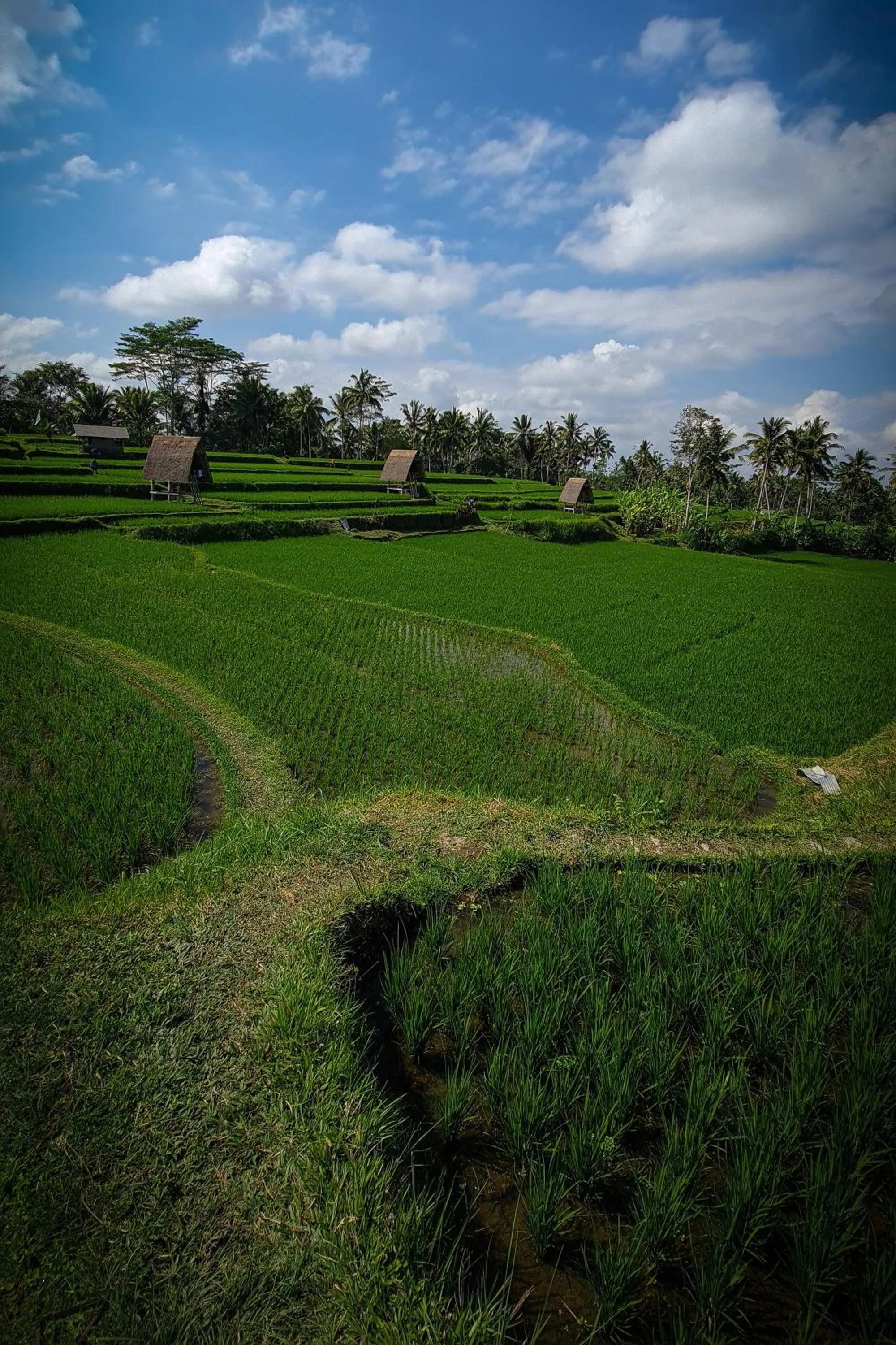 Natural landscape in Swaha Retreat & Eco Park Ubud