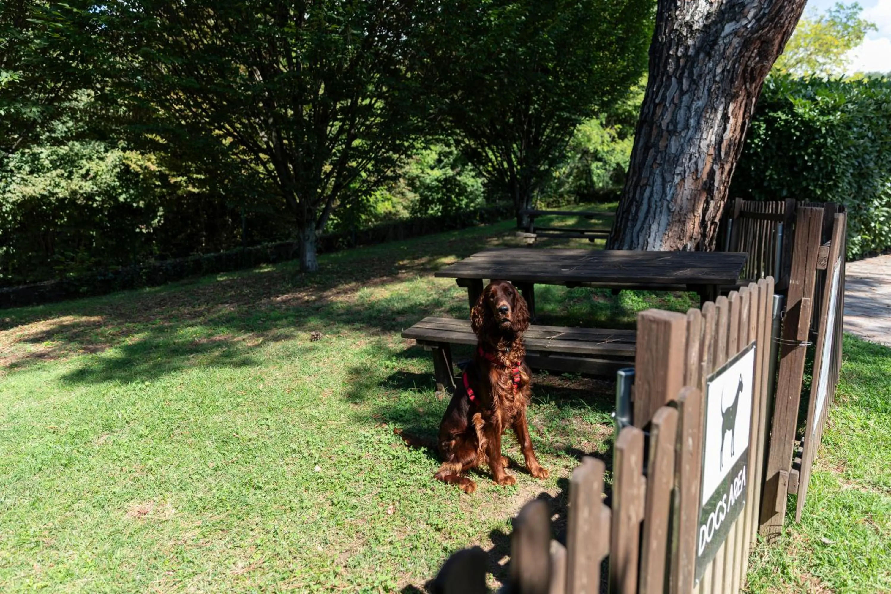 Animals in Hotel Horizon Wellness & Spa Resort - Best Western Signature Collection