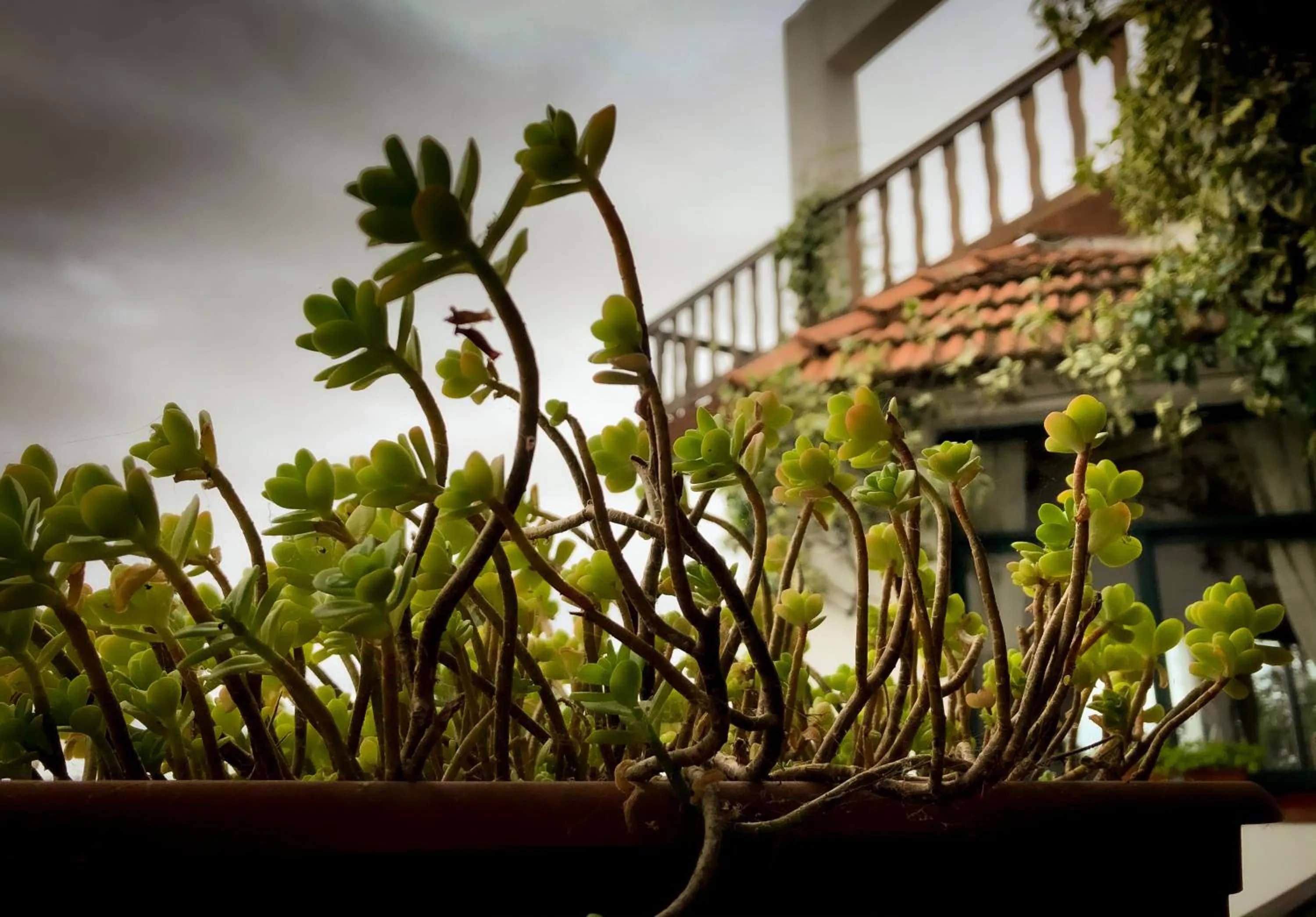 Balcony/Terrace in Hotel Panorama