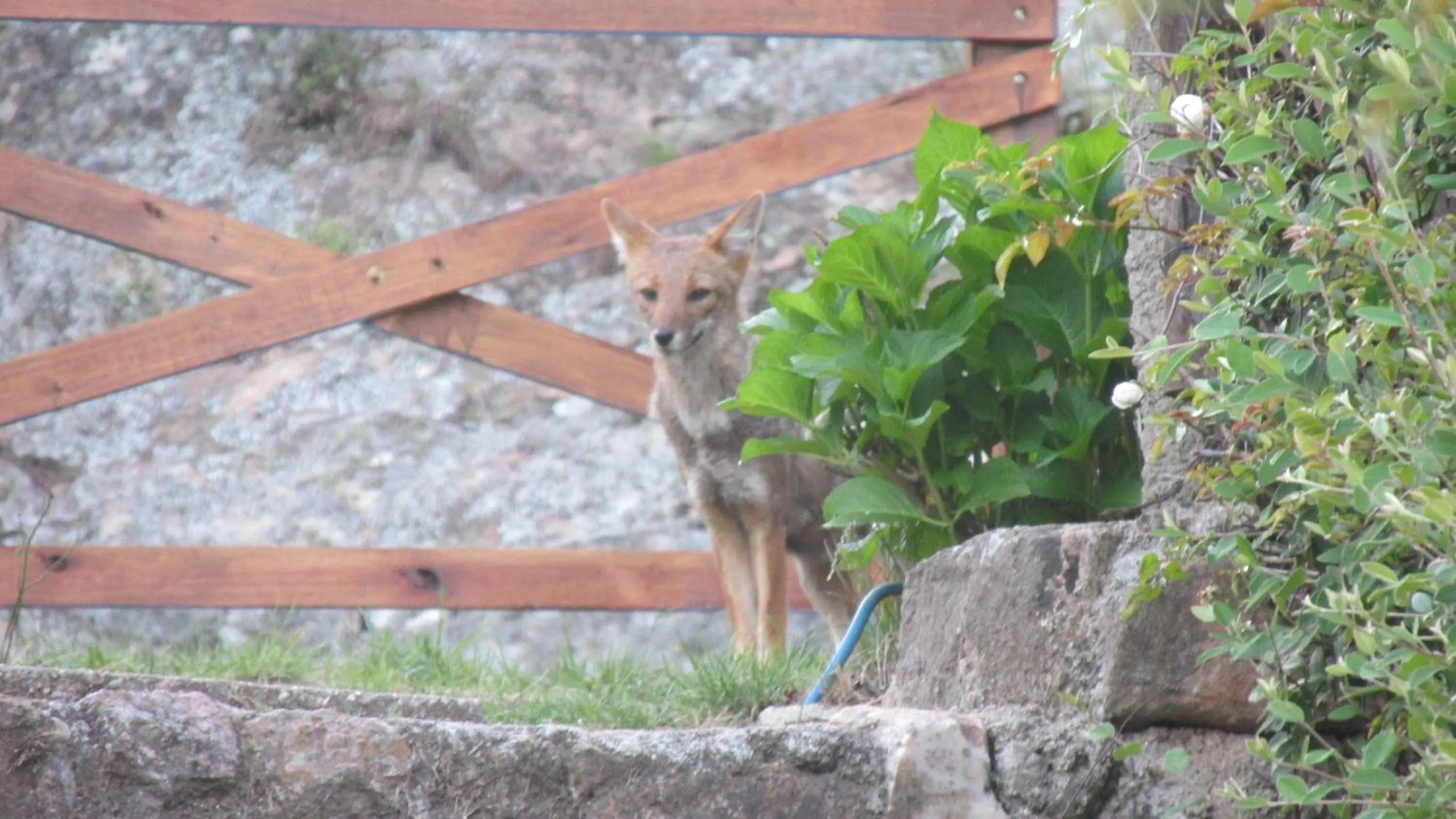 Garden in Hotel Panorama