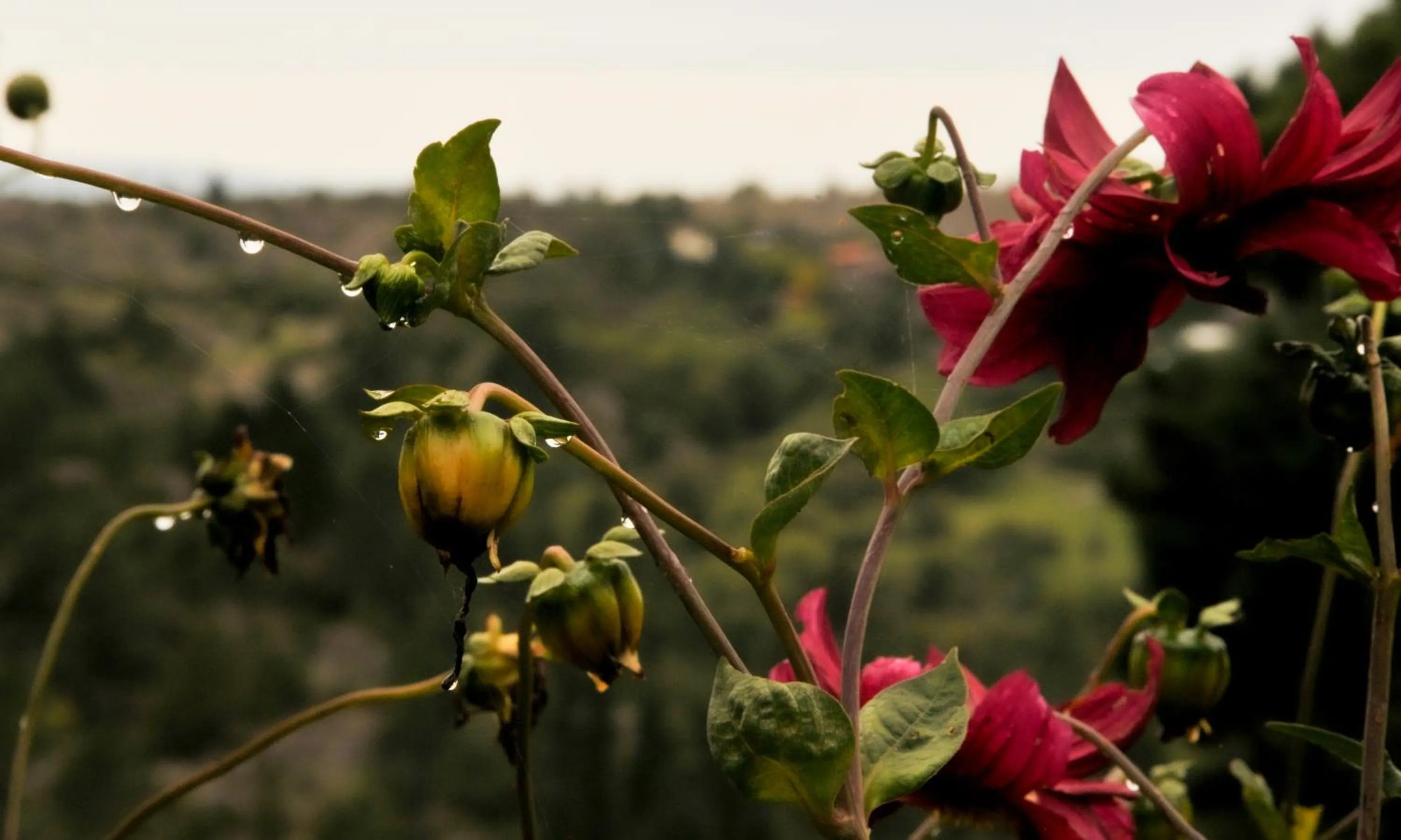 Garden in Hotel Panorama