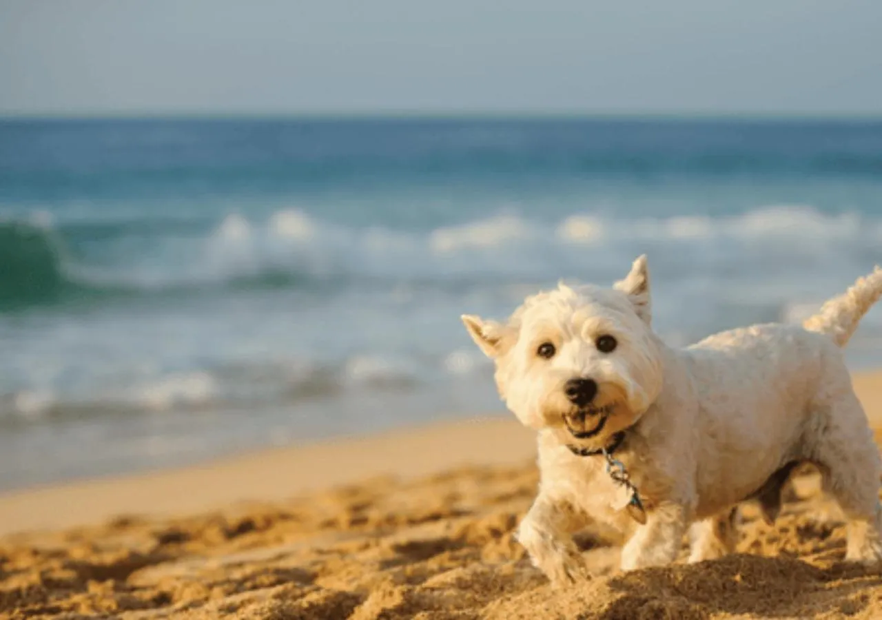 Beach in The Hotel Zamora