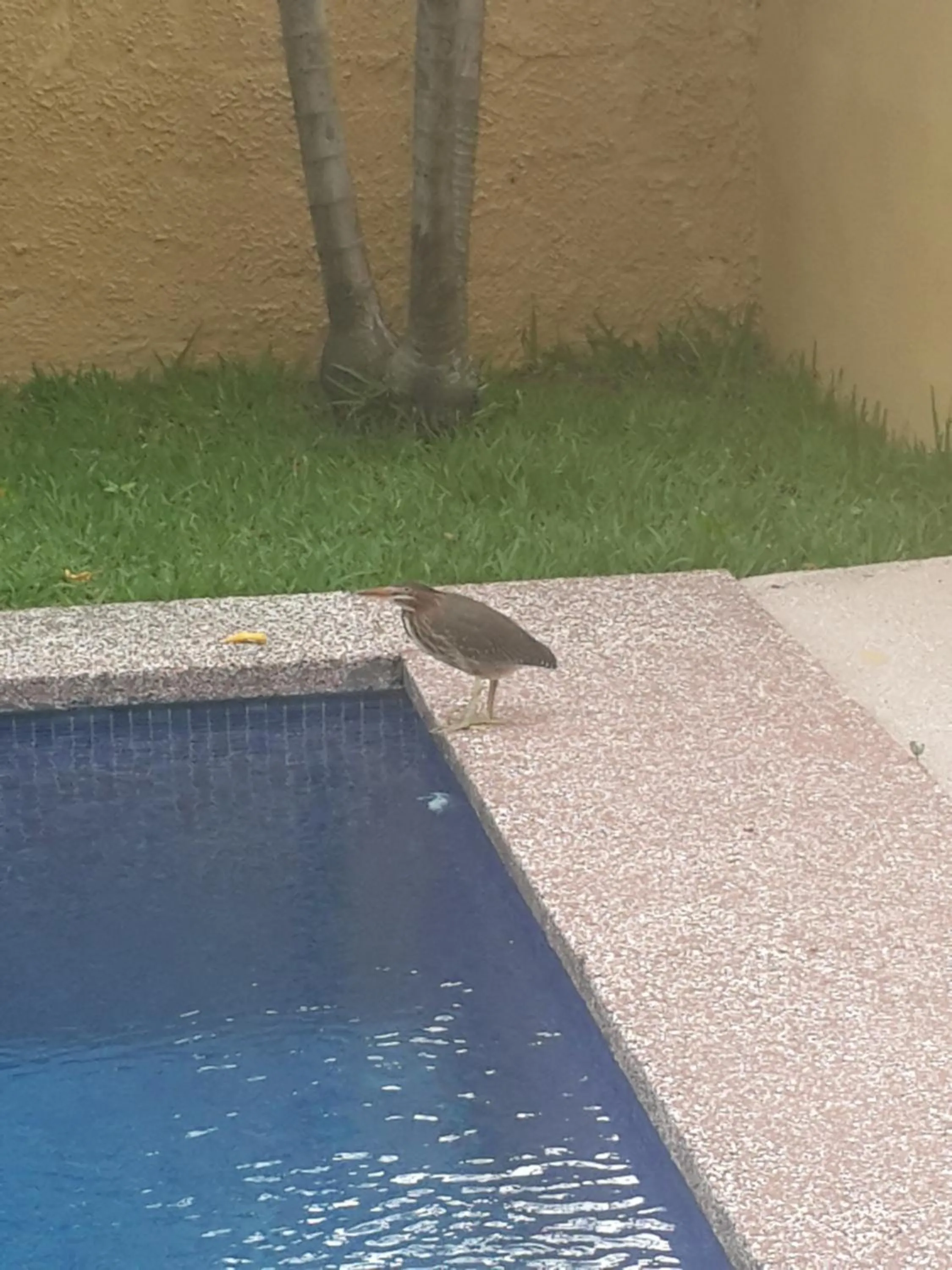 Animals in Hotel Portal Colonial