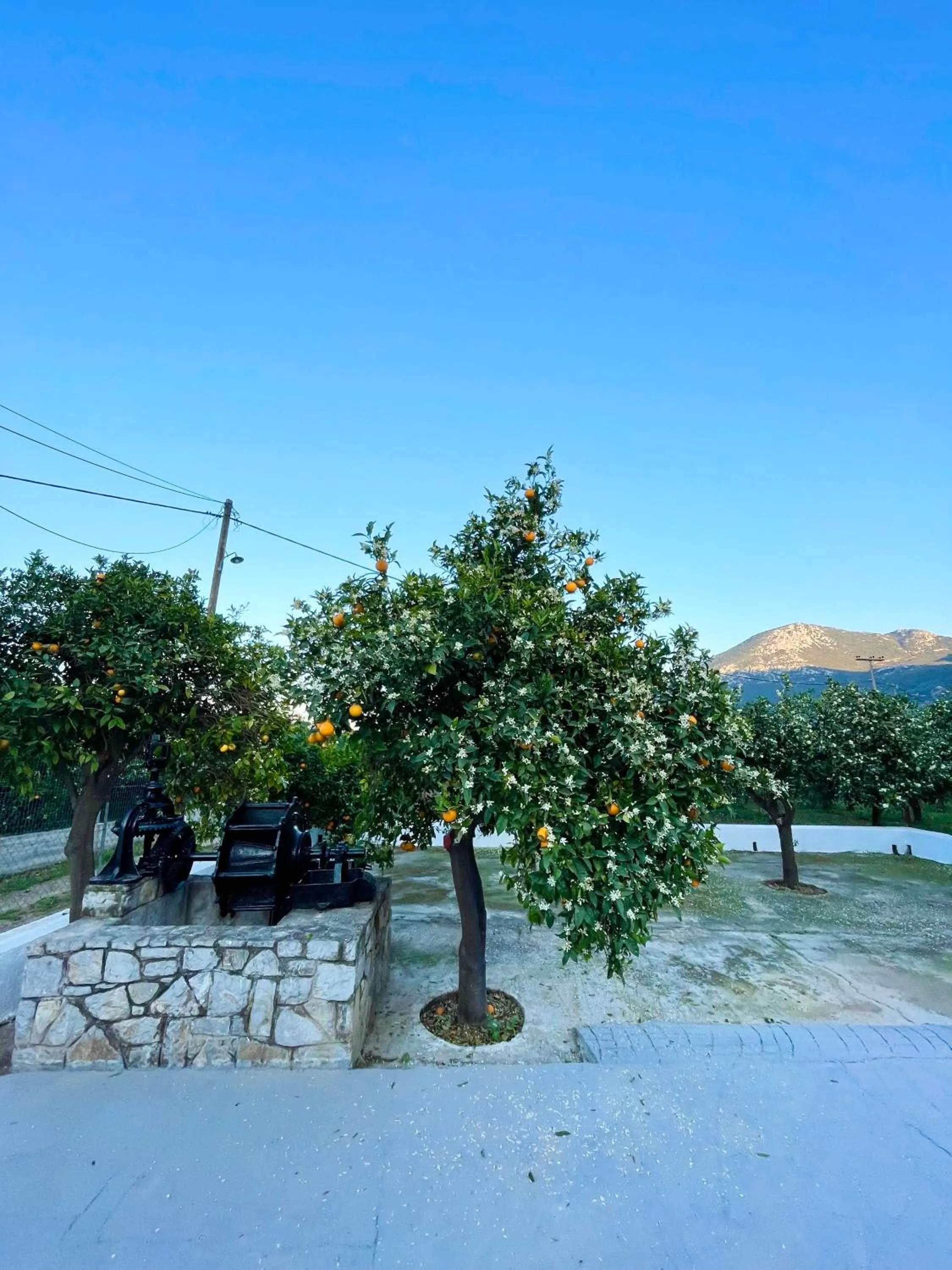 Garden in Citrus garden