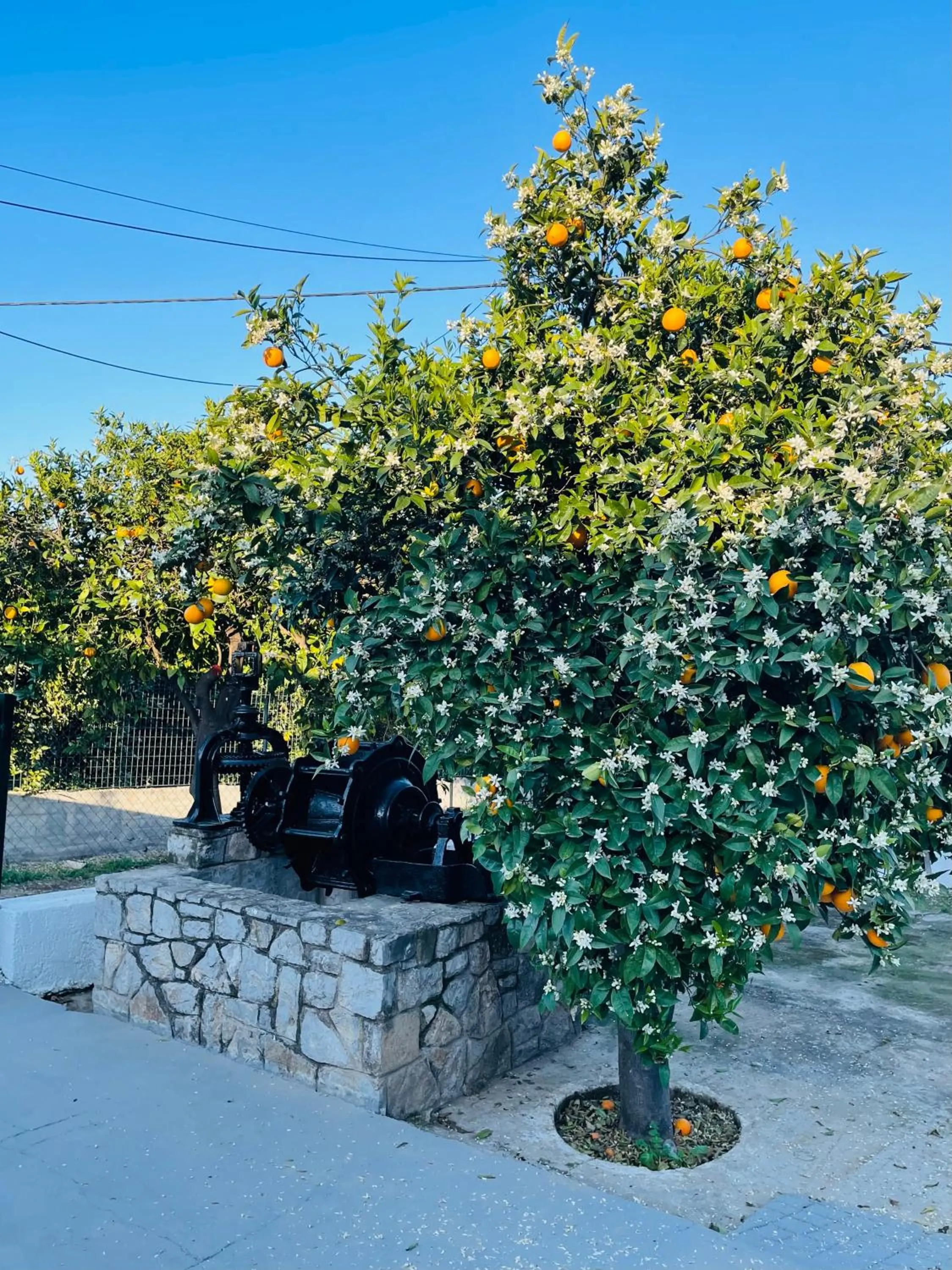 Patio in Citrus garden