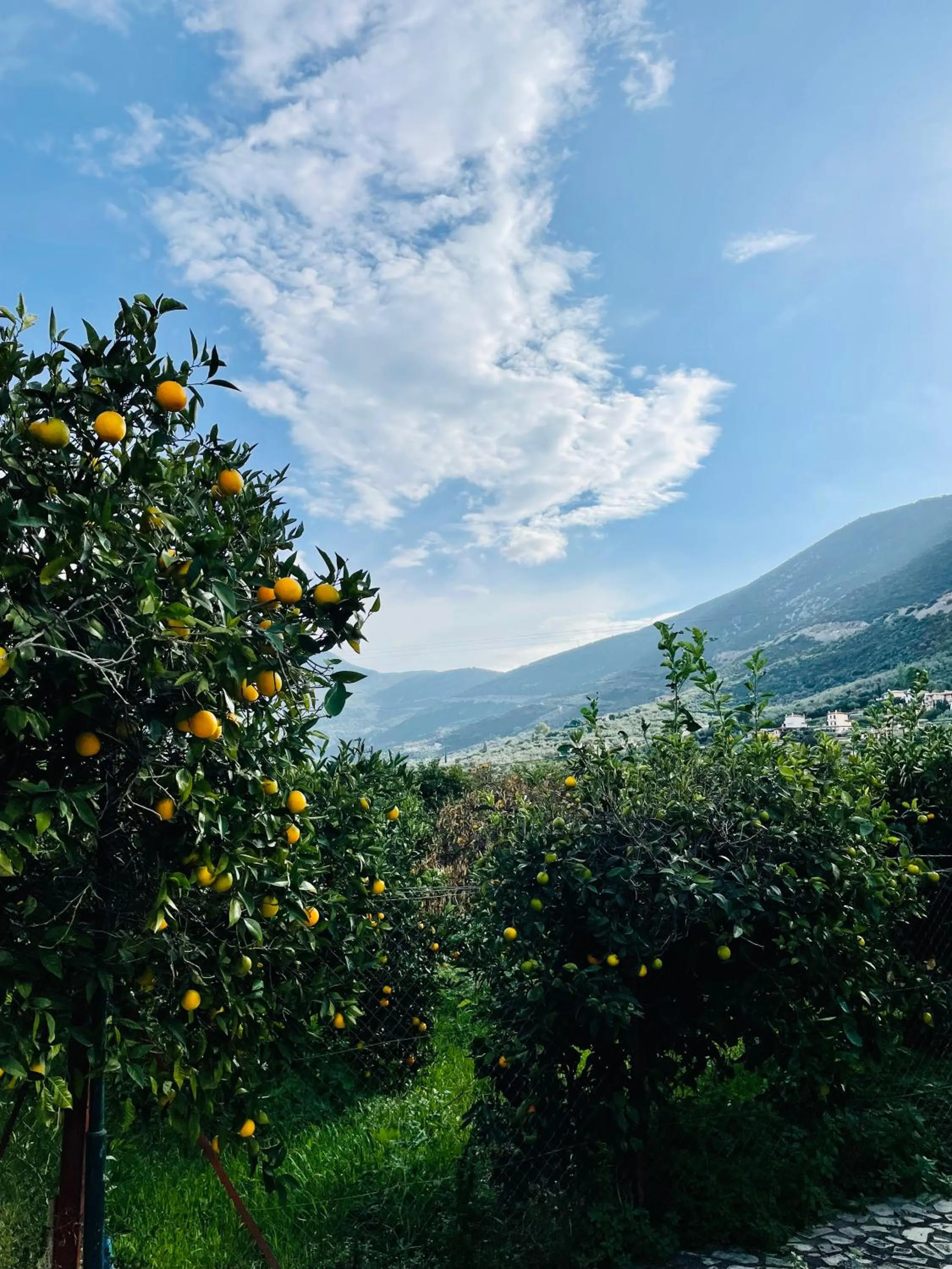 Natural landscape in Citrus garden