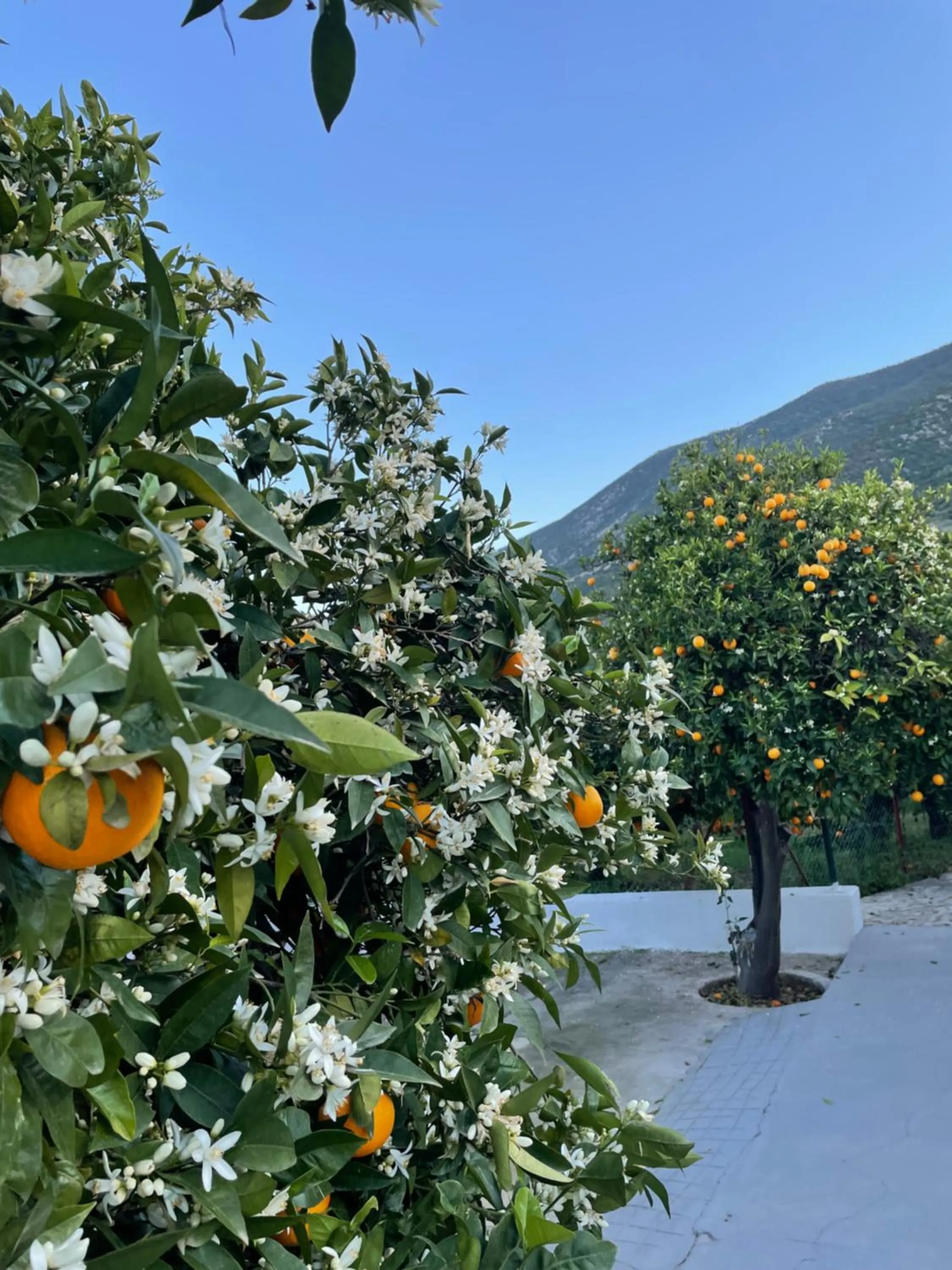 Natural landscape in Citrus garden