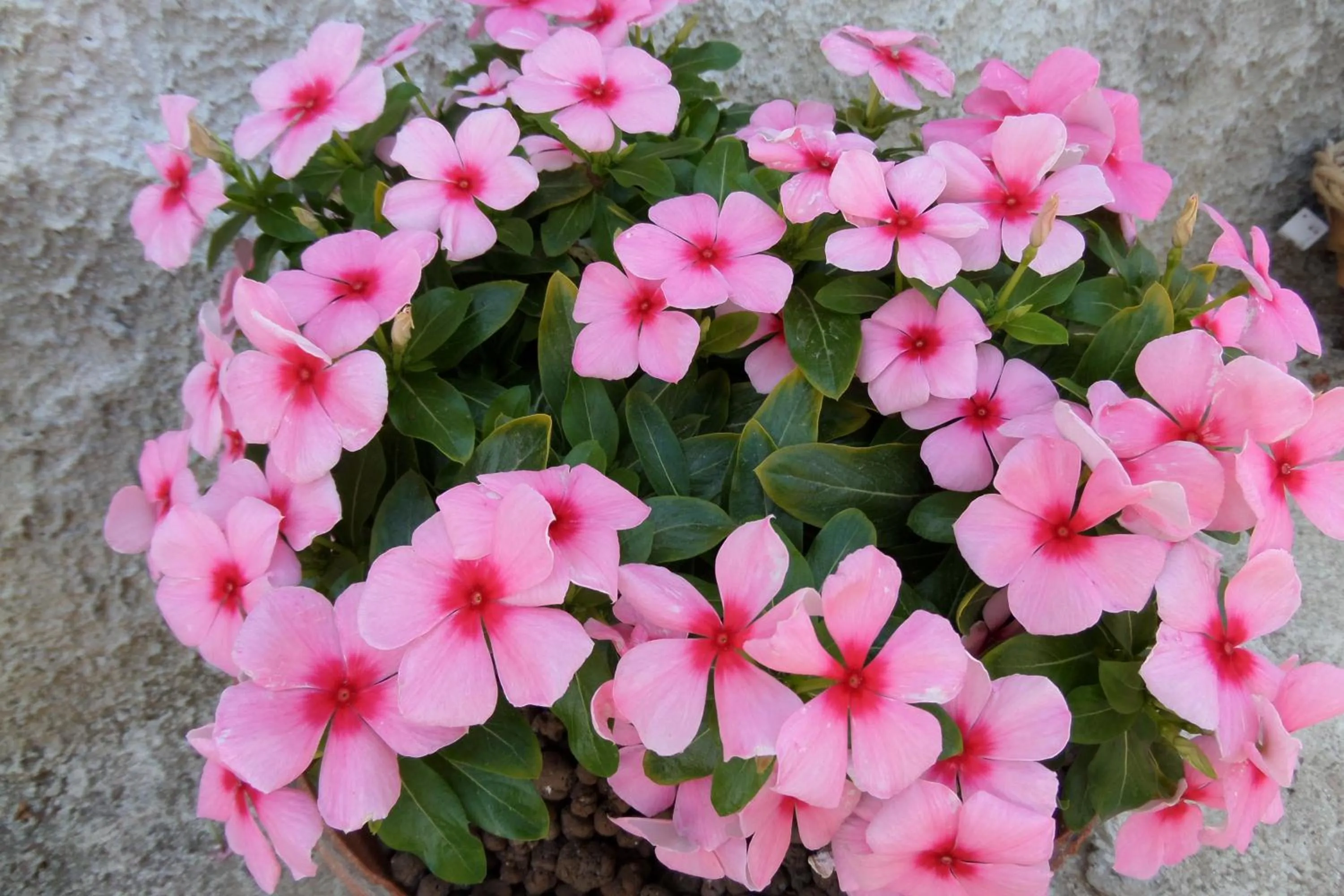 Garden in Baglio Bellavista