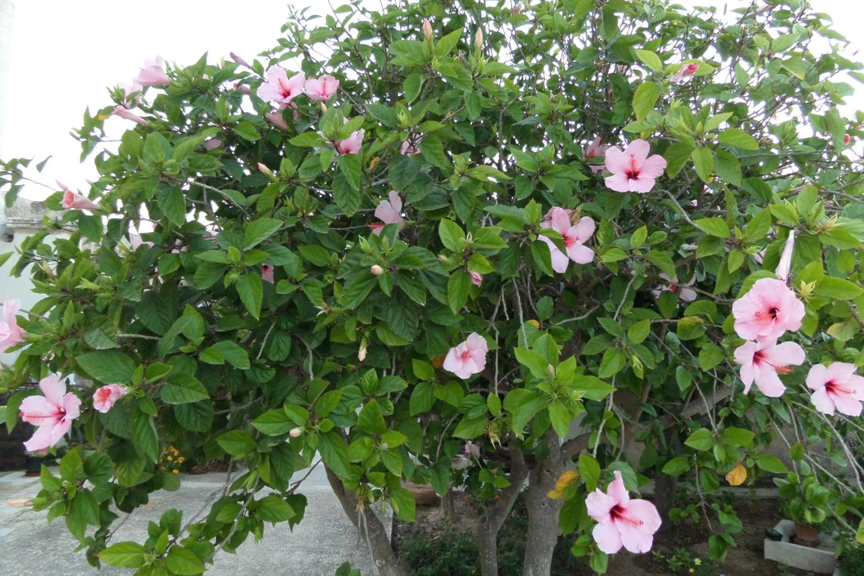 Facade/entrance in Baglio Bellavista