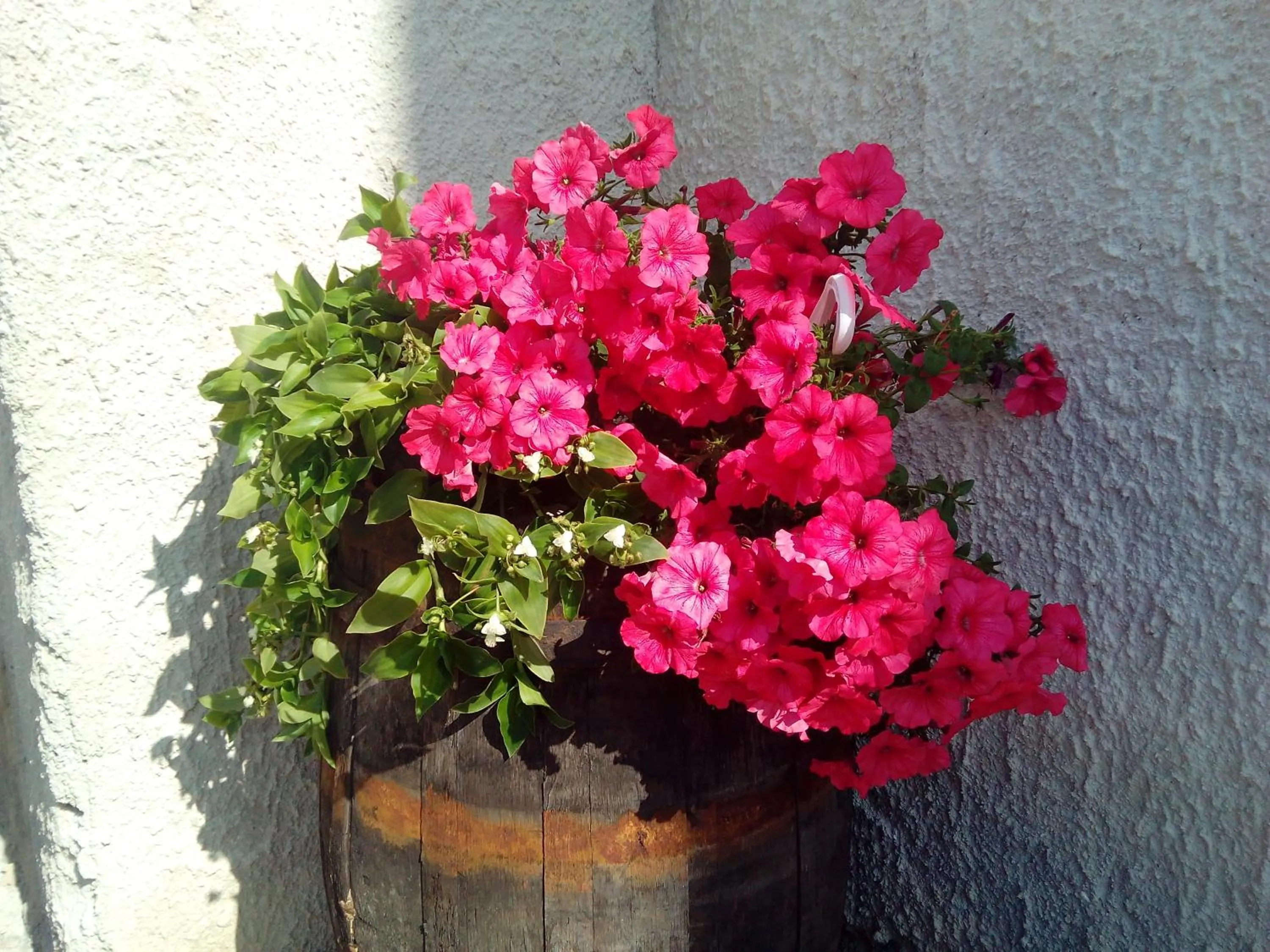 Natural landscape in Baglio Bellavista