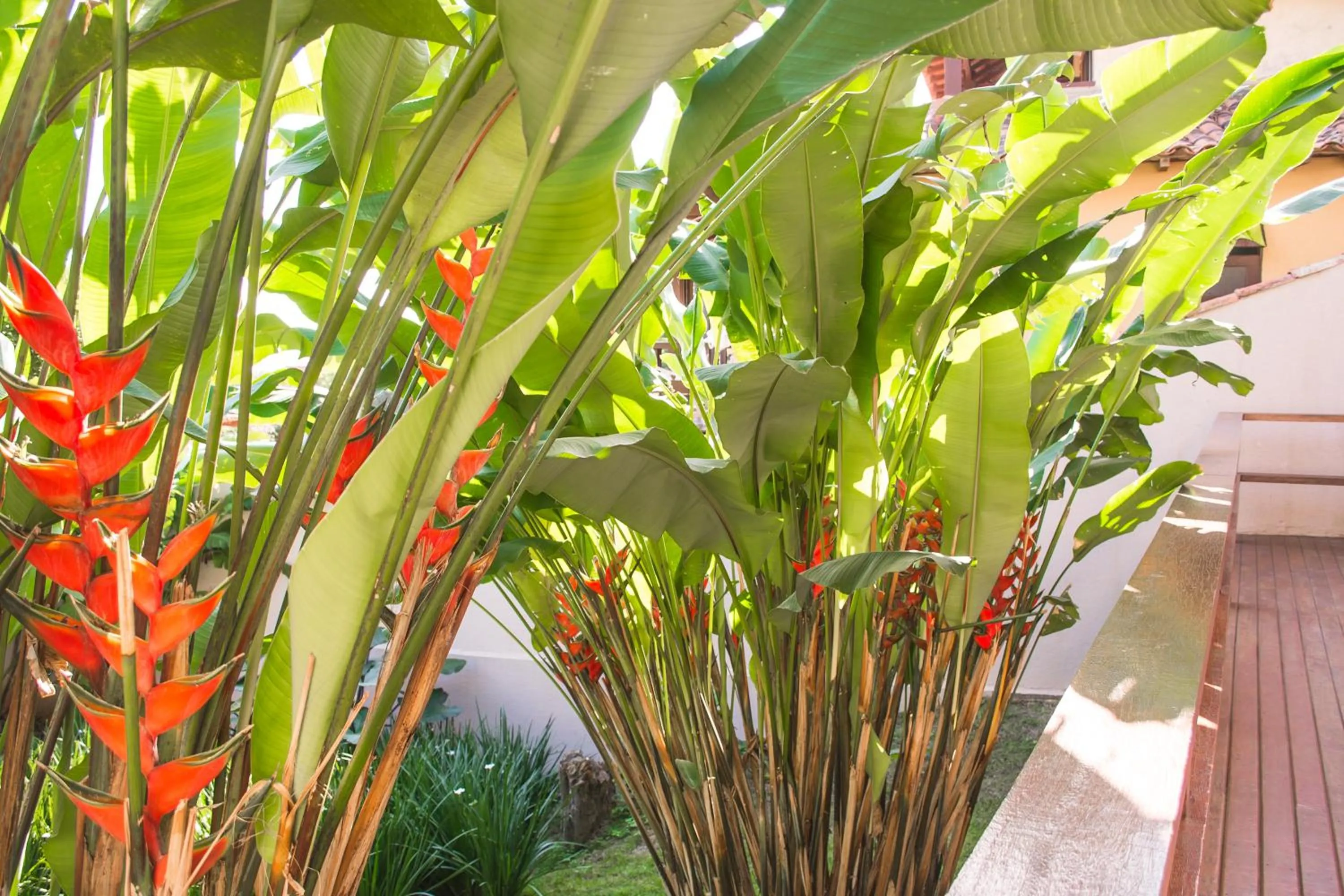 Garden in Pousada Blue Ocean