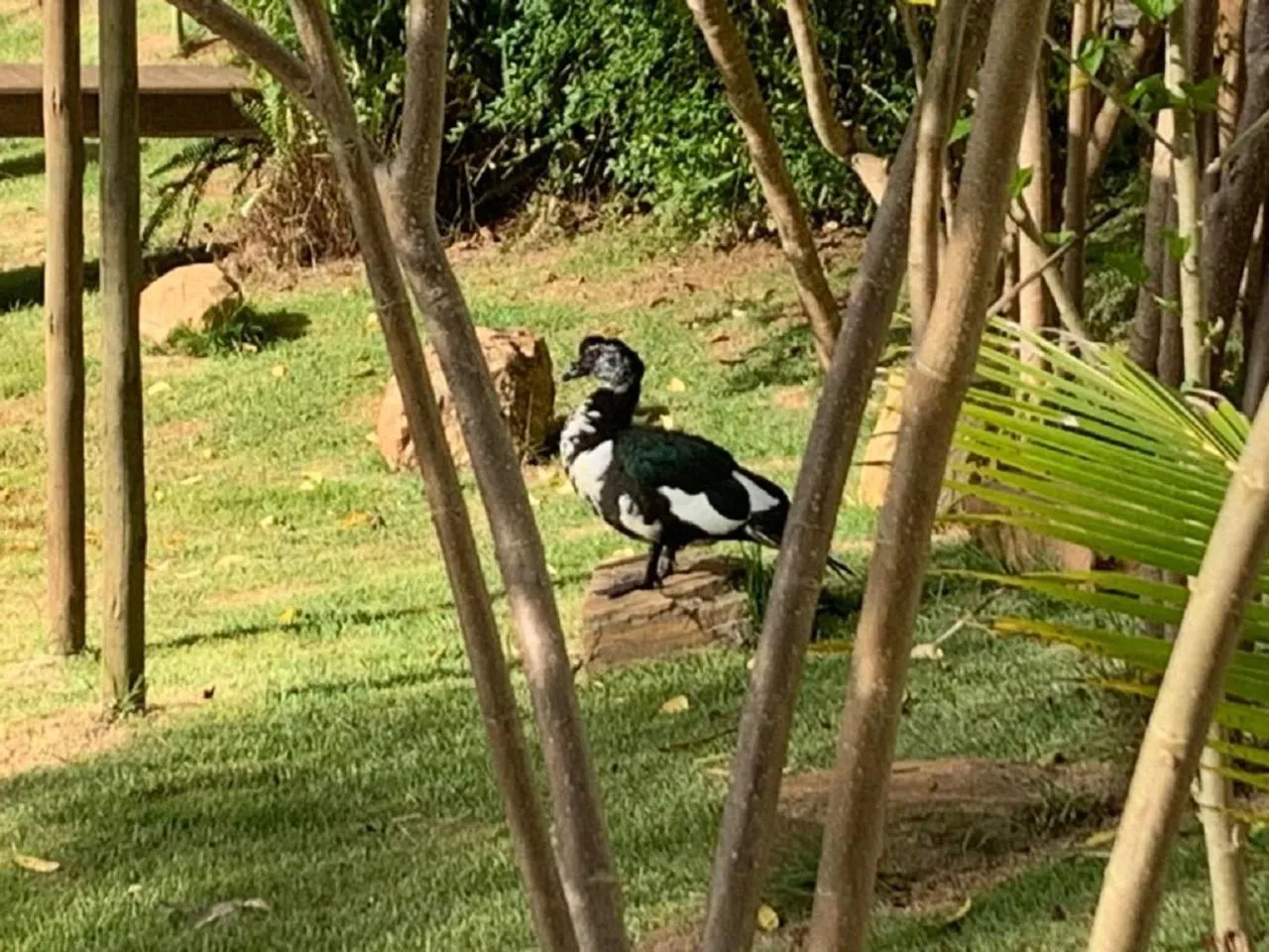 Garden in Pousada Olaria - Chalés e Suítes