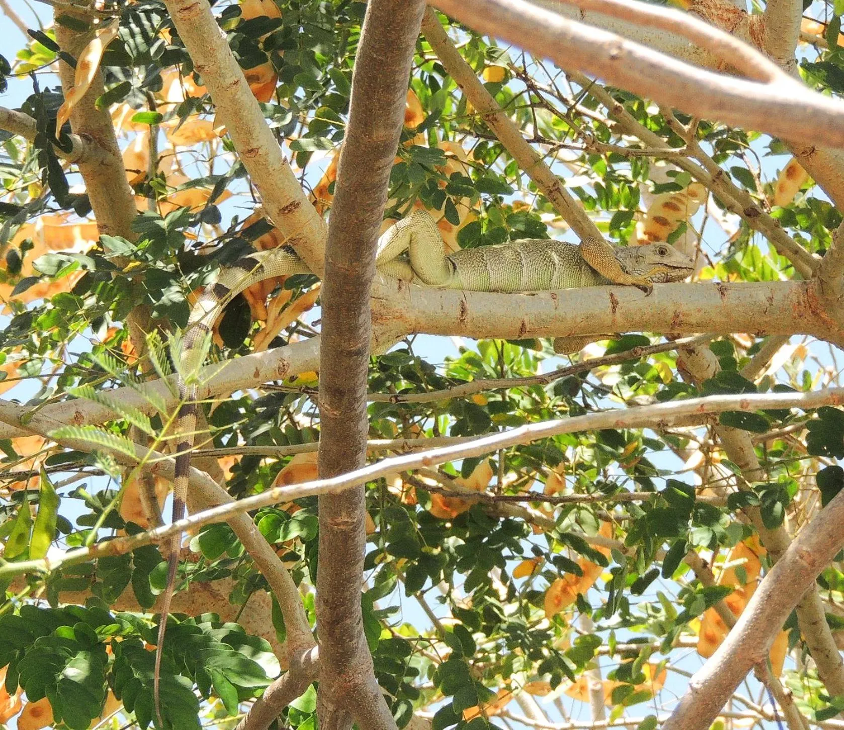 Animals in Portoazul Casa de Playa