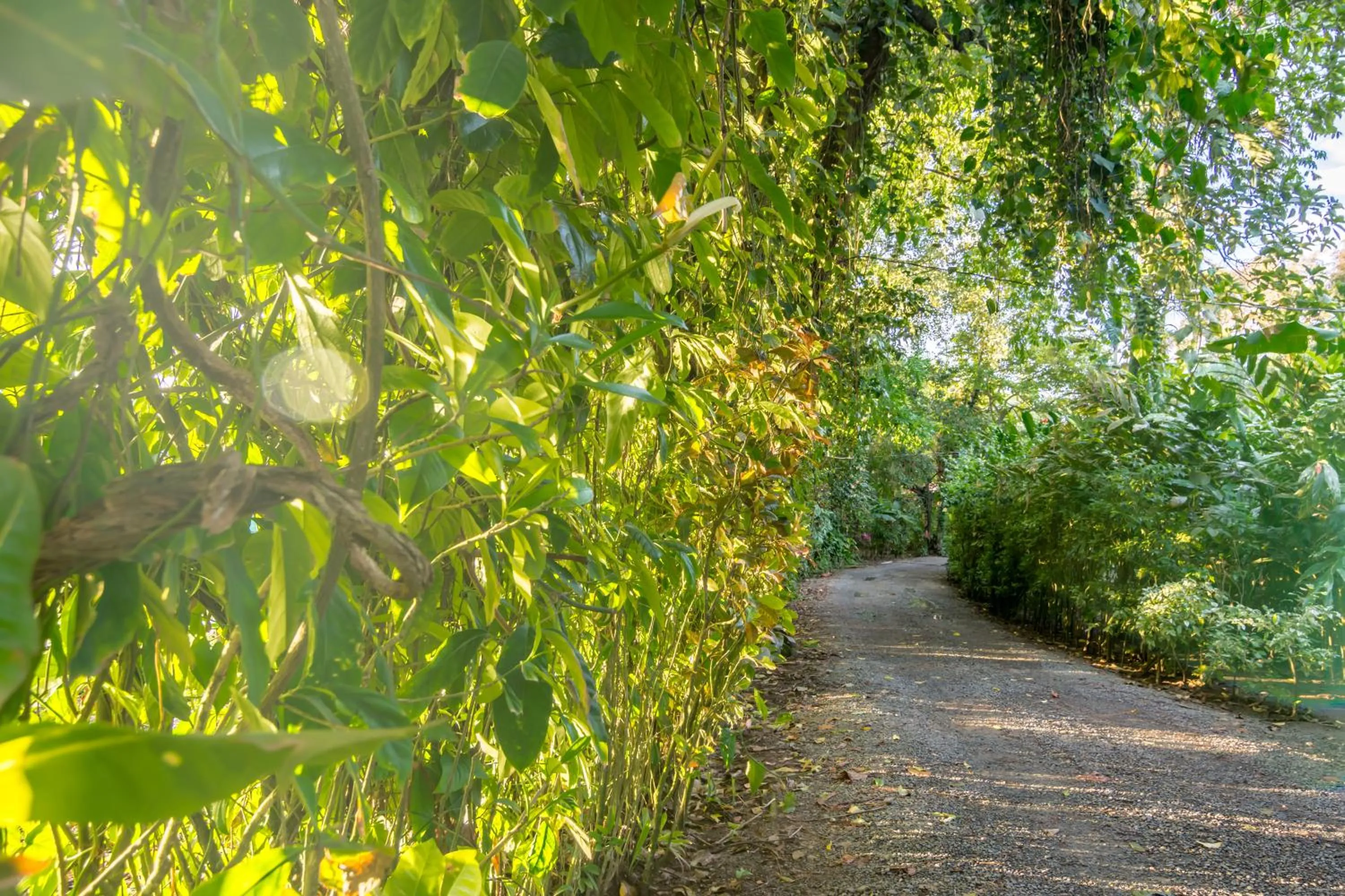 Area and facilities in Atlantida Lodge Cahuita