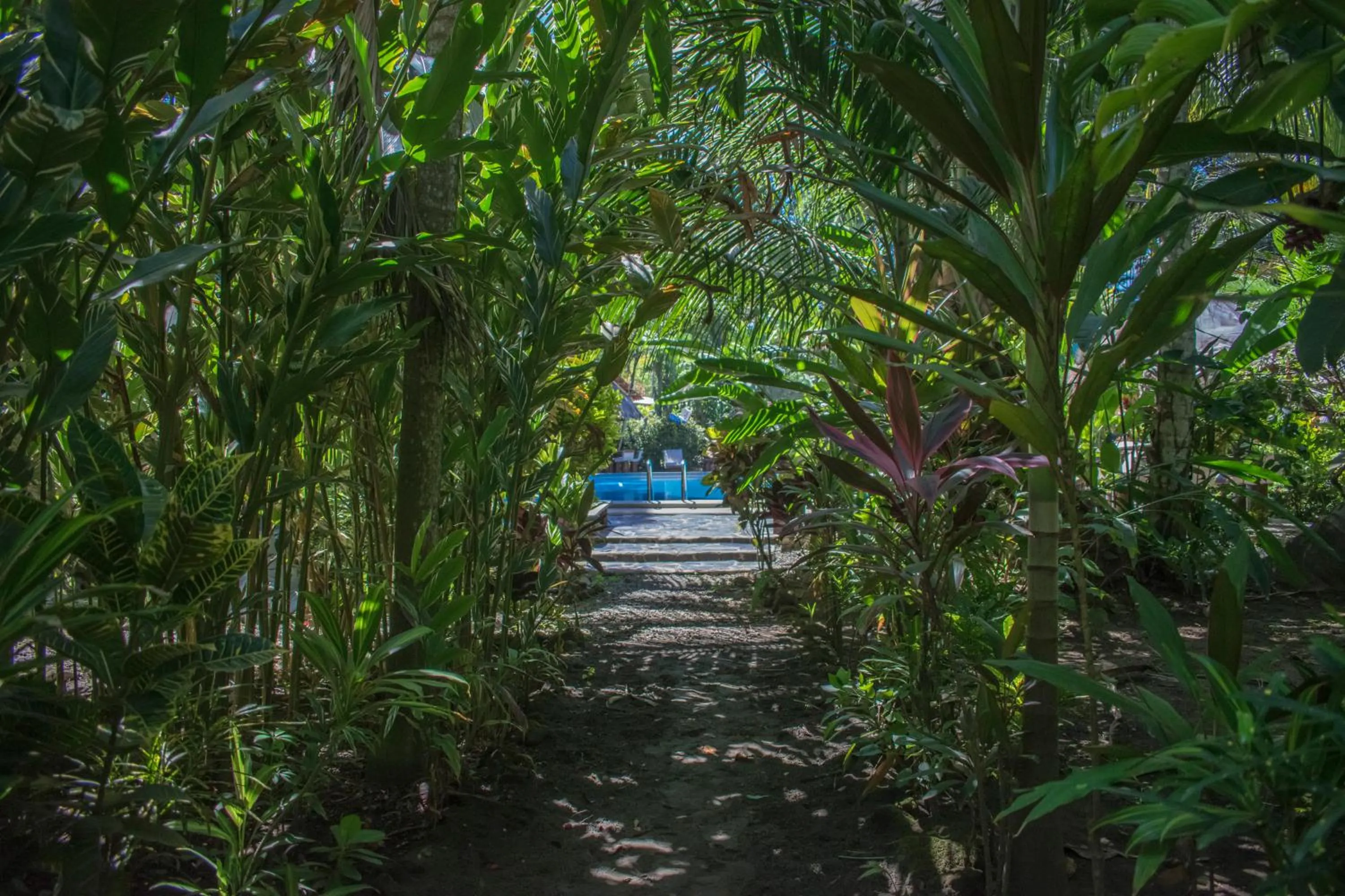 Swimming pool in Atlantida Lodge Cahuita