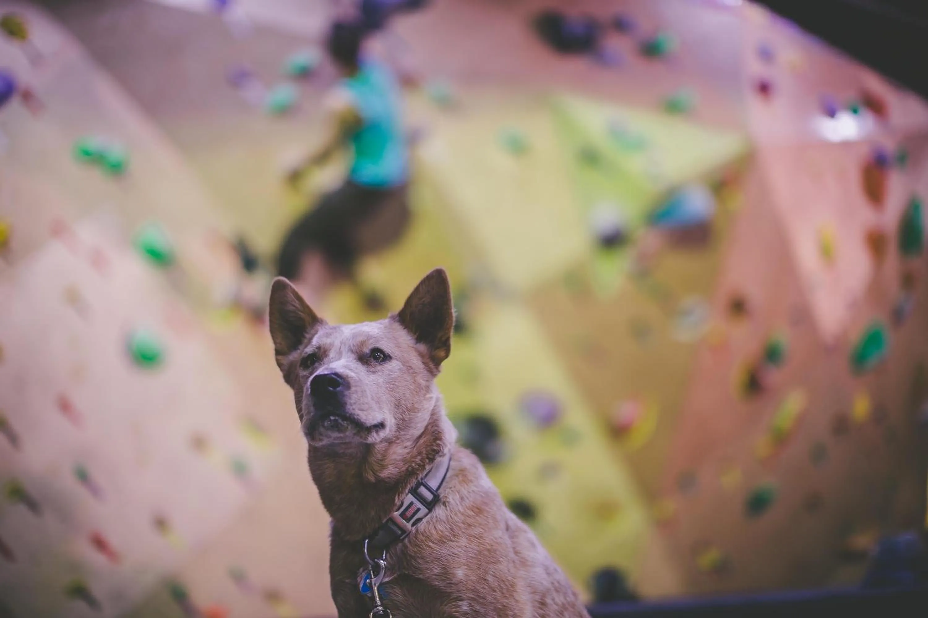 Fitness centre/facilities in Whitney Peak Hotel Reno, Tapestry Collection by Hilton