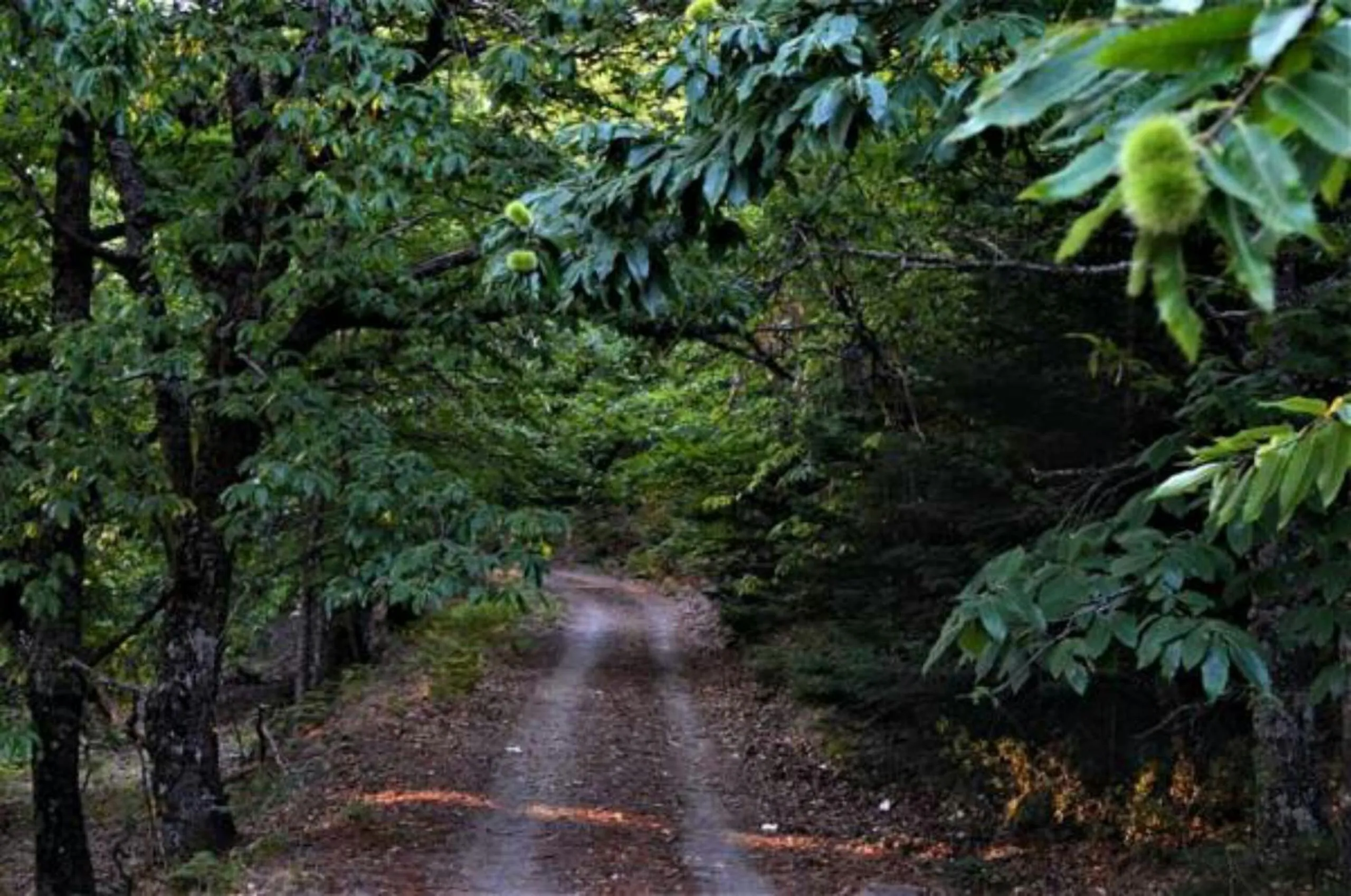 Hiking in Ξενώνας Ουρανογείτων