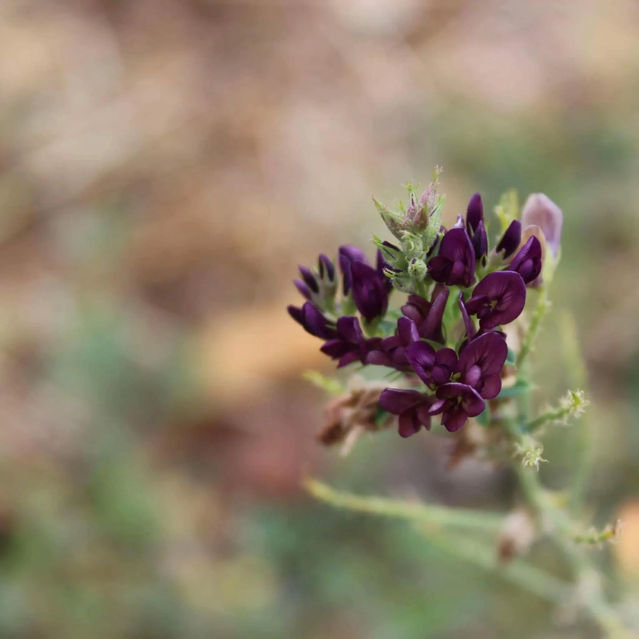 Property building in Ξενώνας Ουρανογείτων