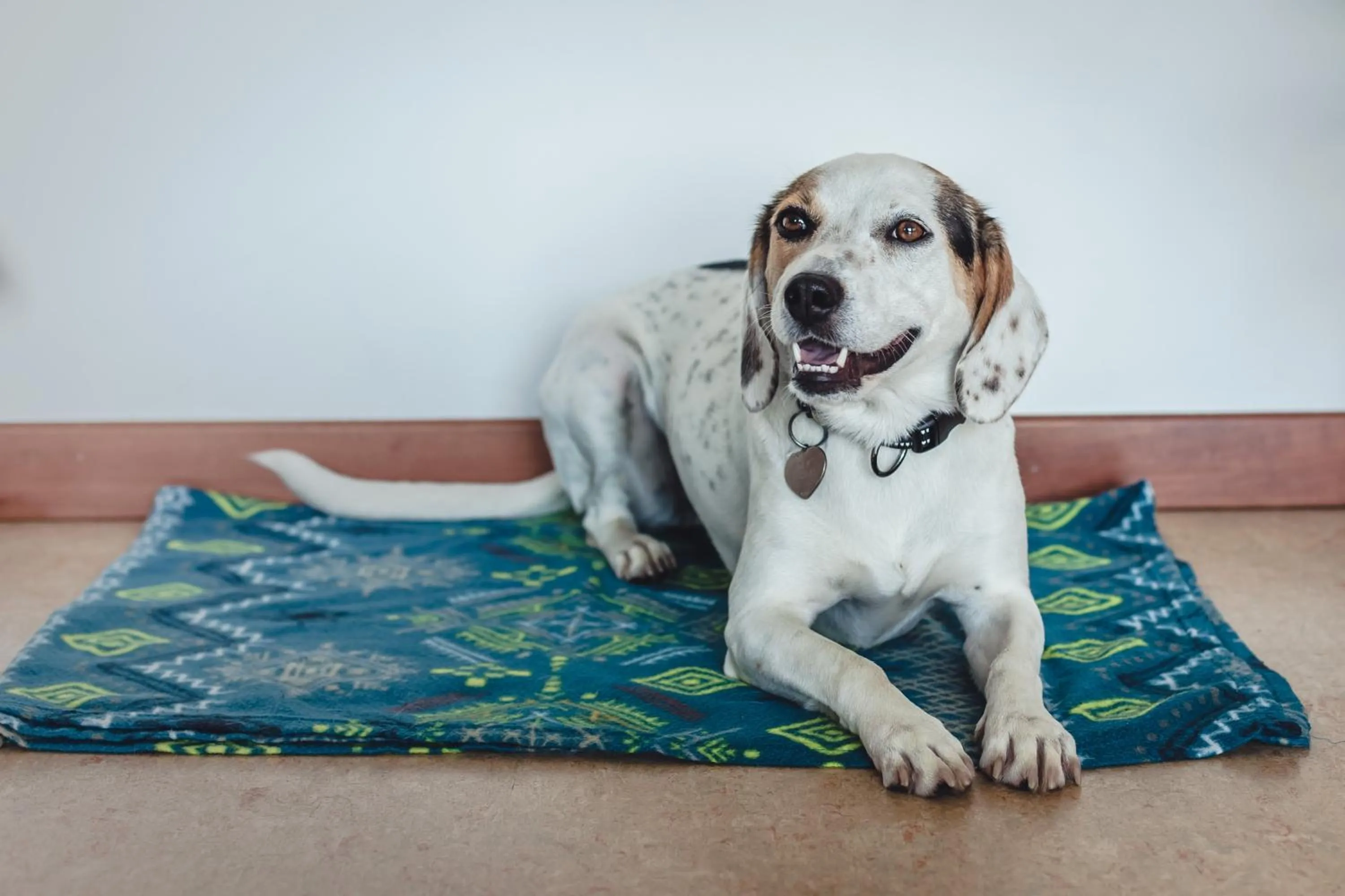Pets in Hotel Montemezzi