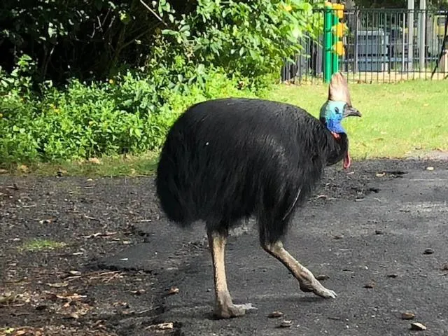 Animals in South Pacific Bed & Breakfast